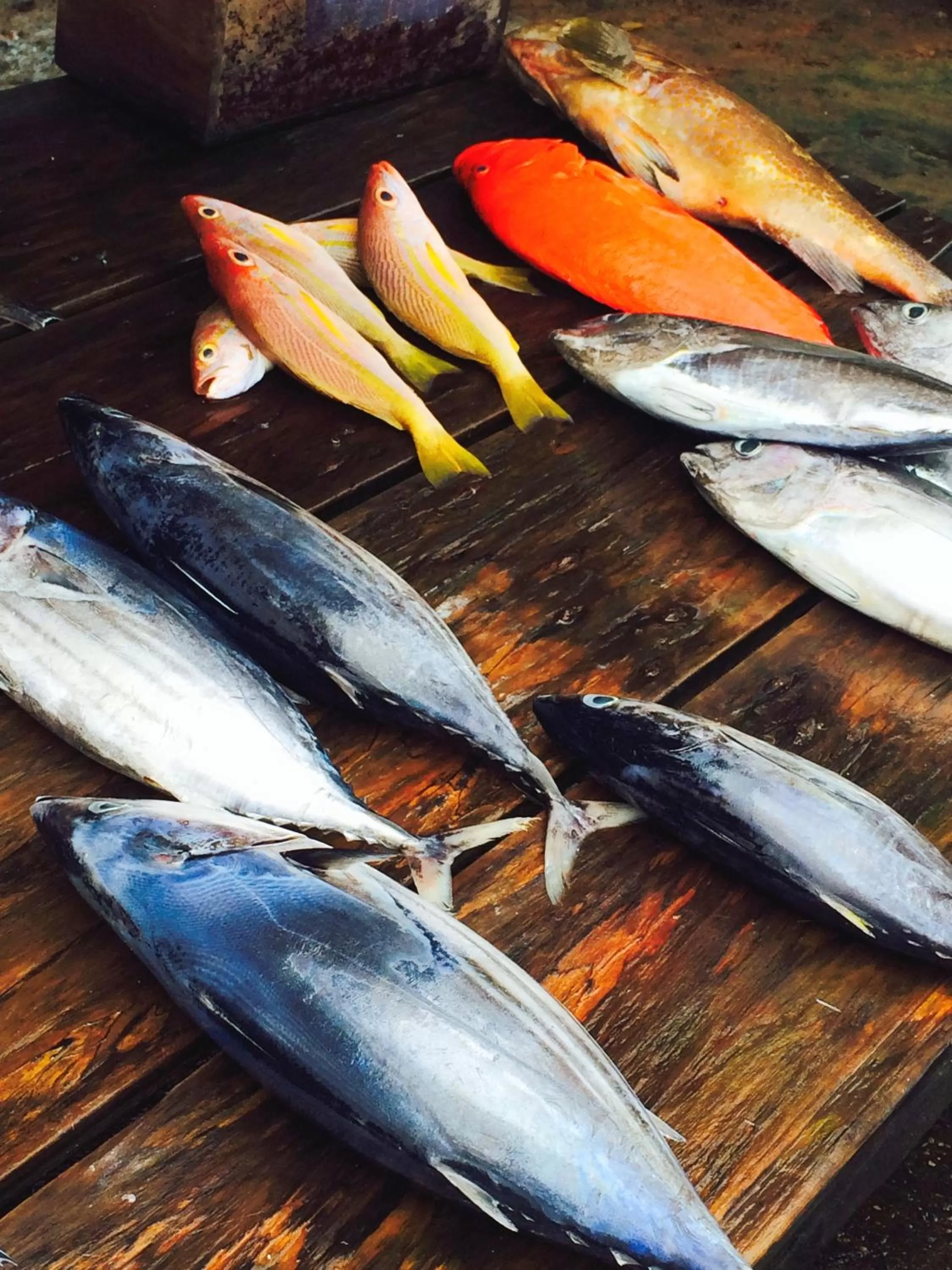 Area and facilities in Villa Atulya at Ocean's edge