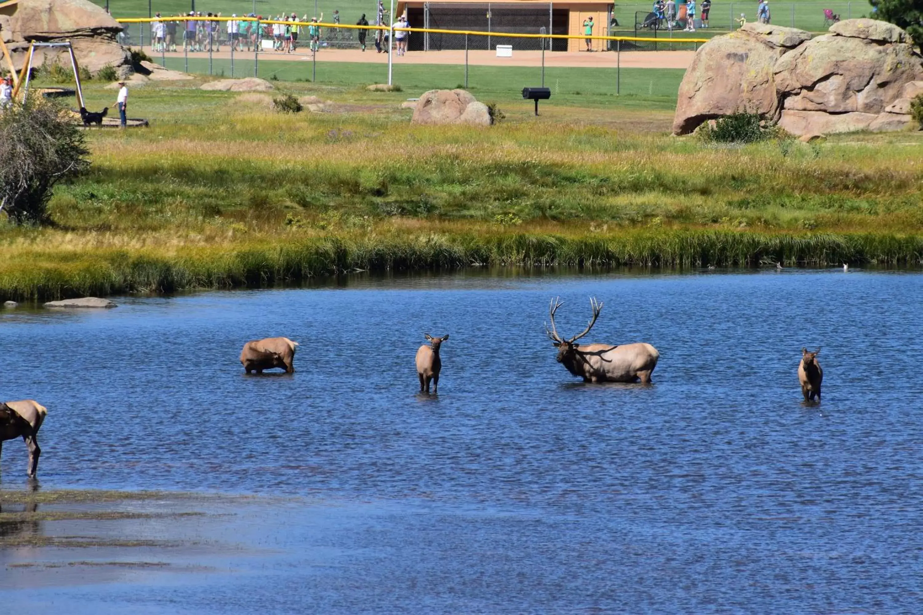 Other Animals in Estes Lake Lodge