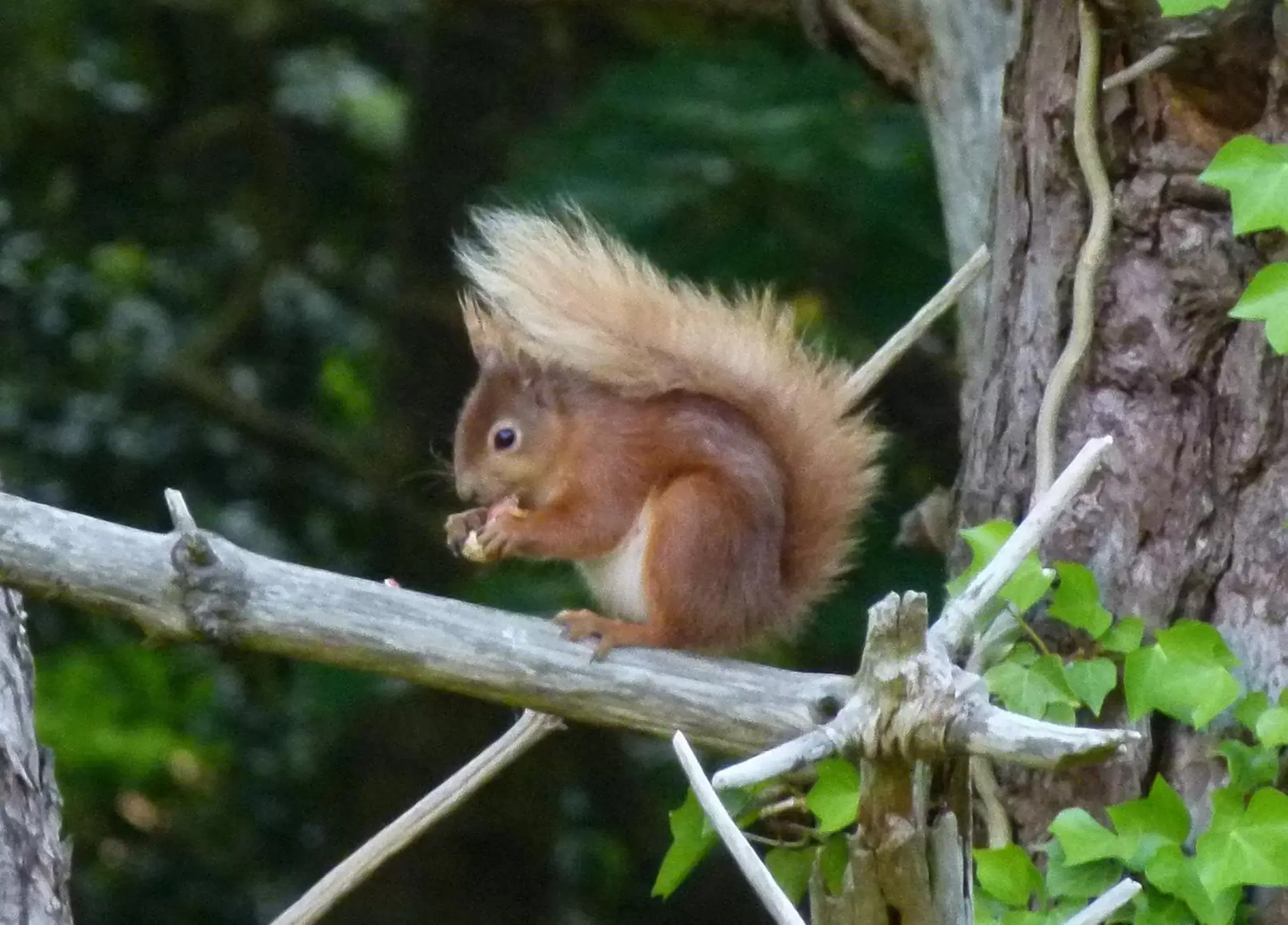 Nearby landmark, Other Animals in Weston Manor