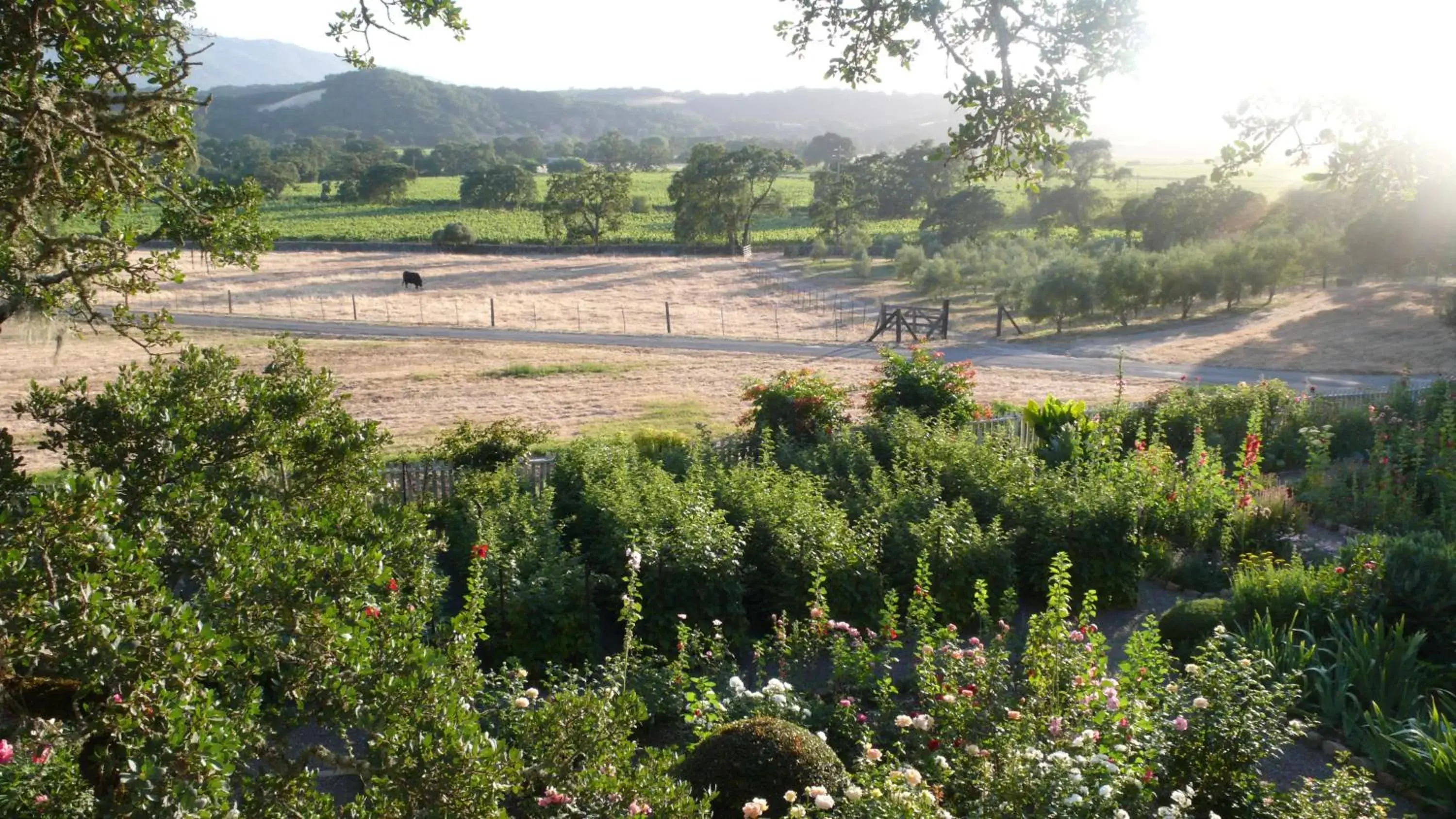 Garden view in Beltane Ranch