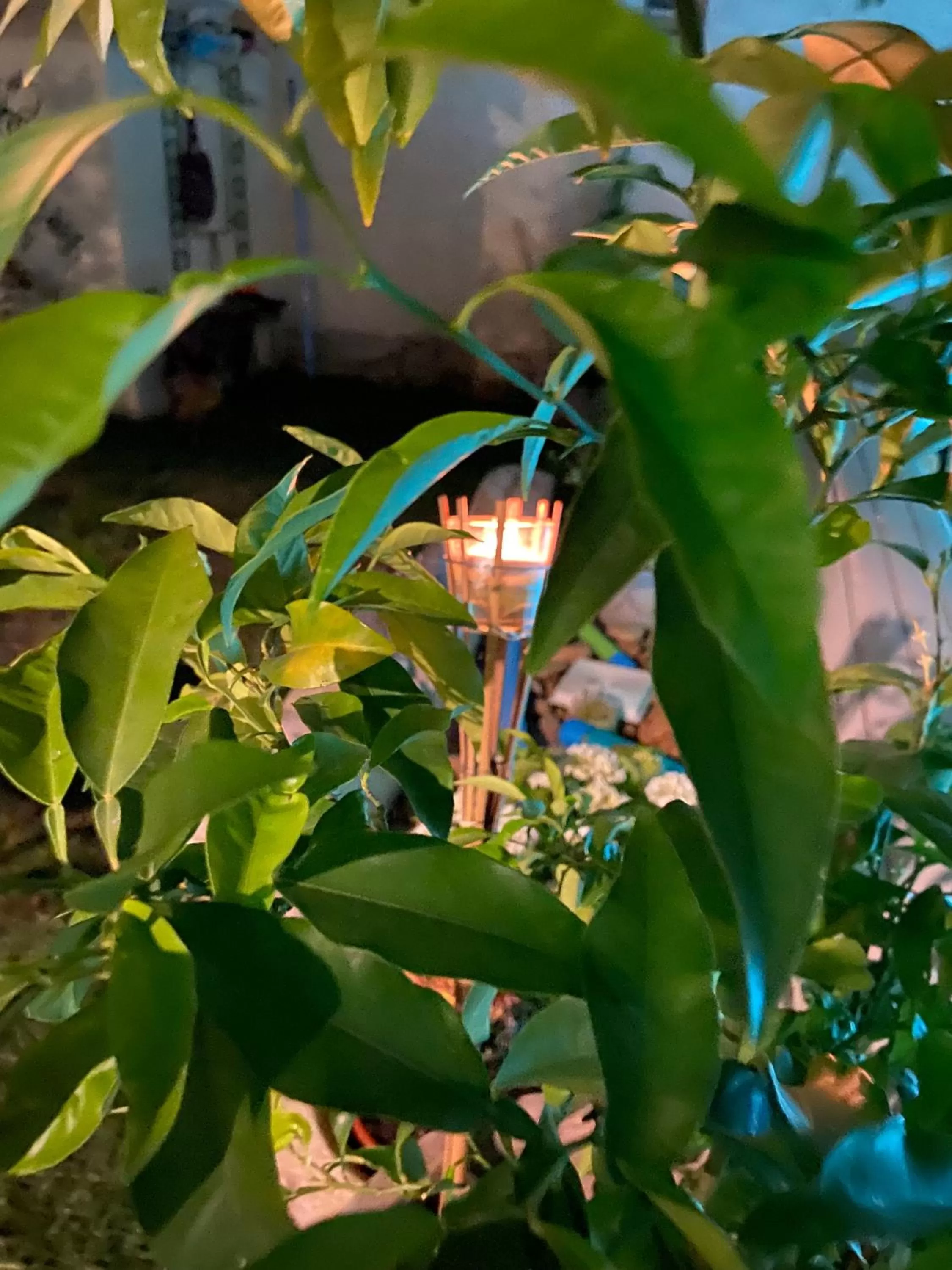 Garden in Maison 1823 - Suites de charme à Garons