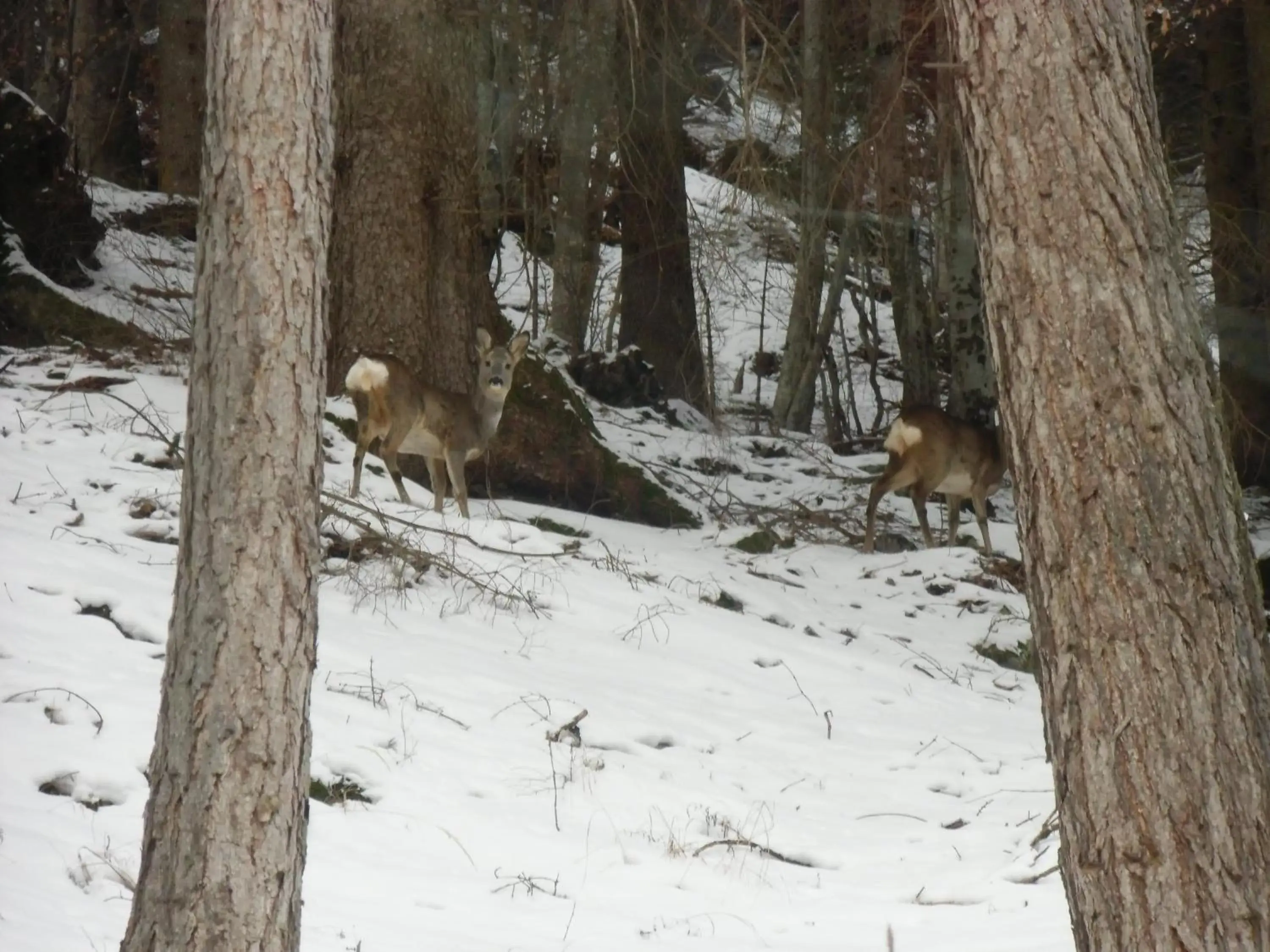 Animals, Winter in Locanda La Ruscoletta