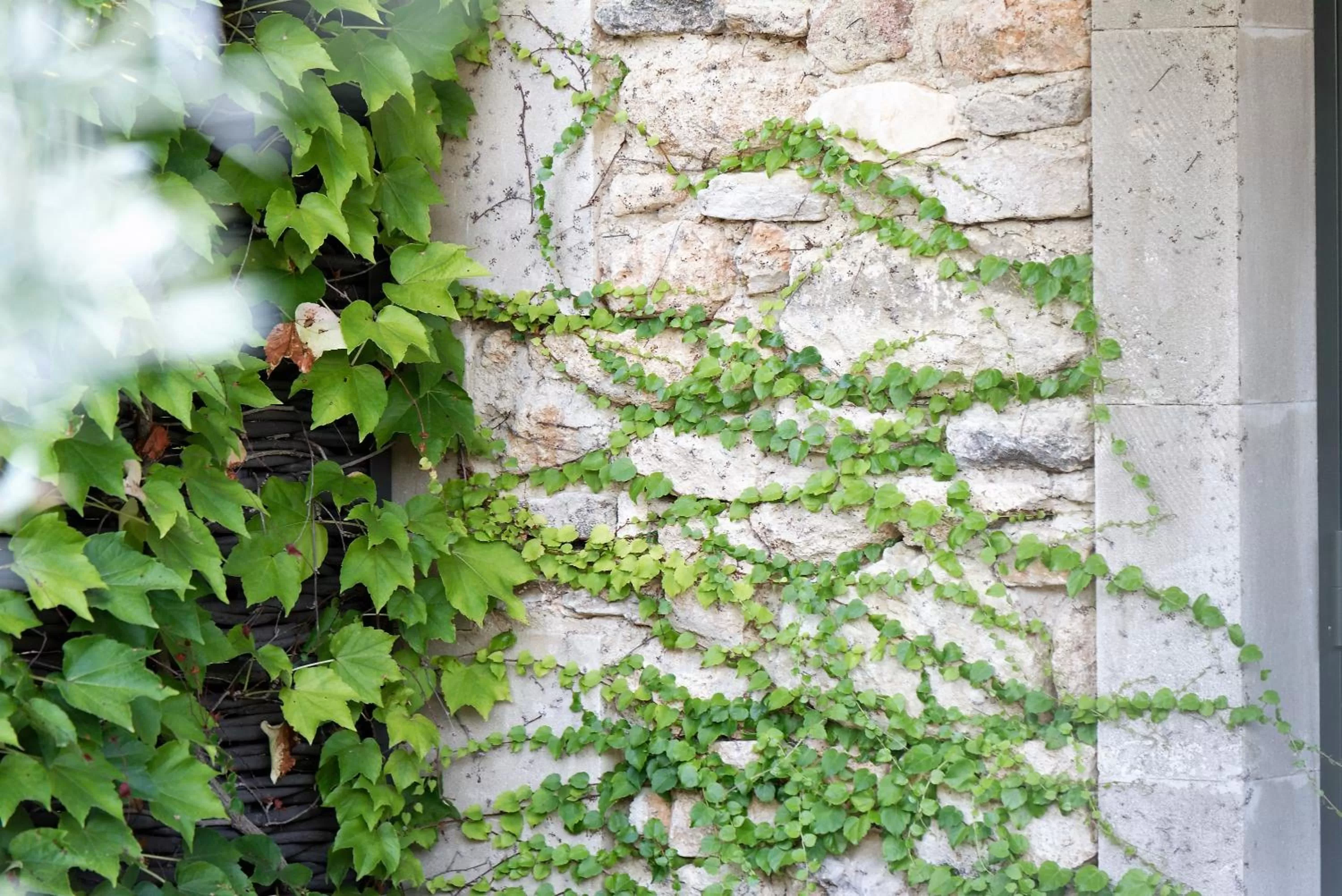 Garden in Domaine la Pierre Blanche