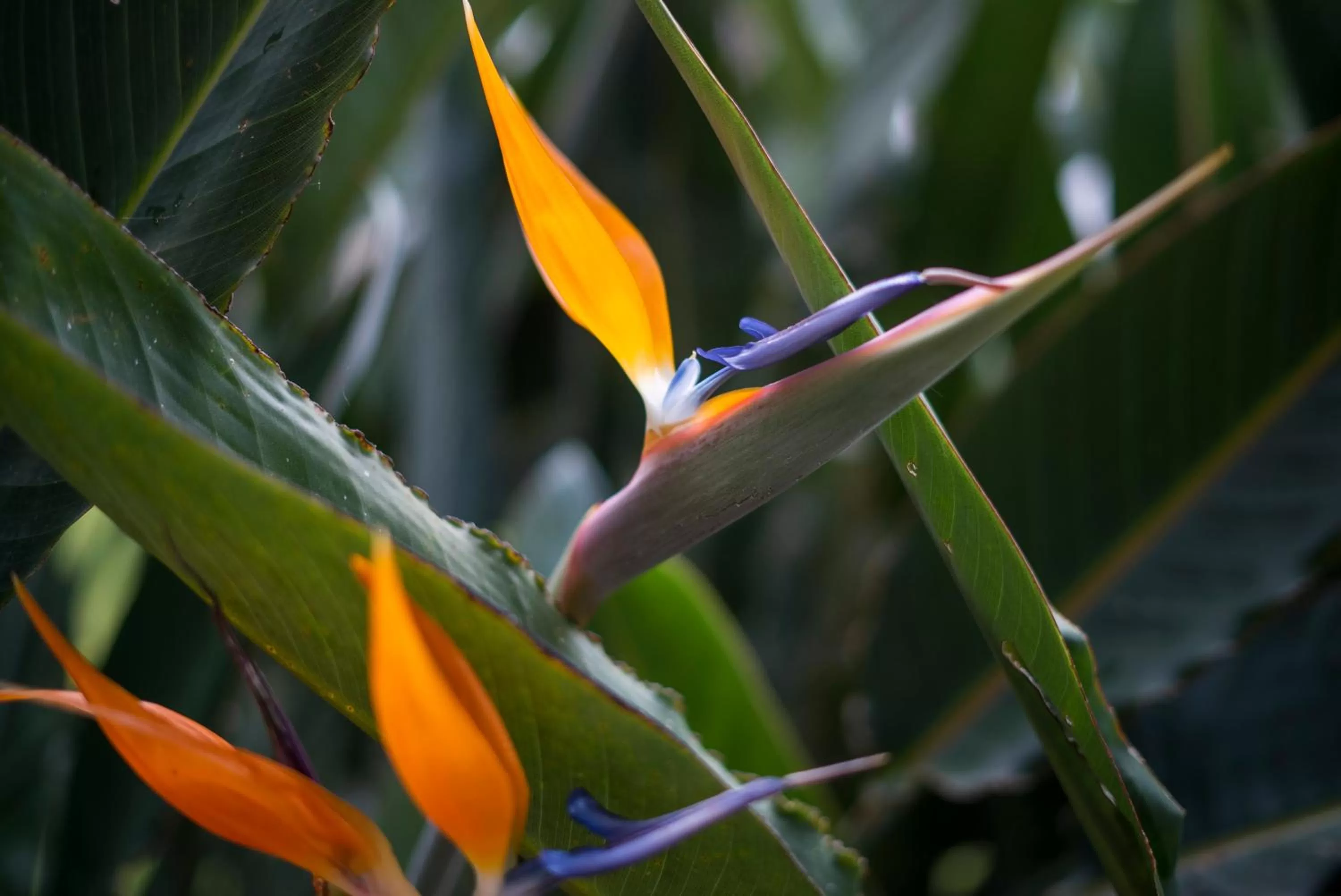 Hotel Ave del Paraíso