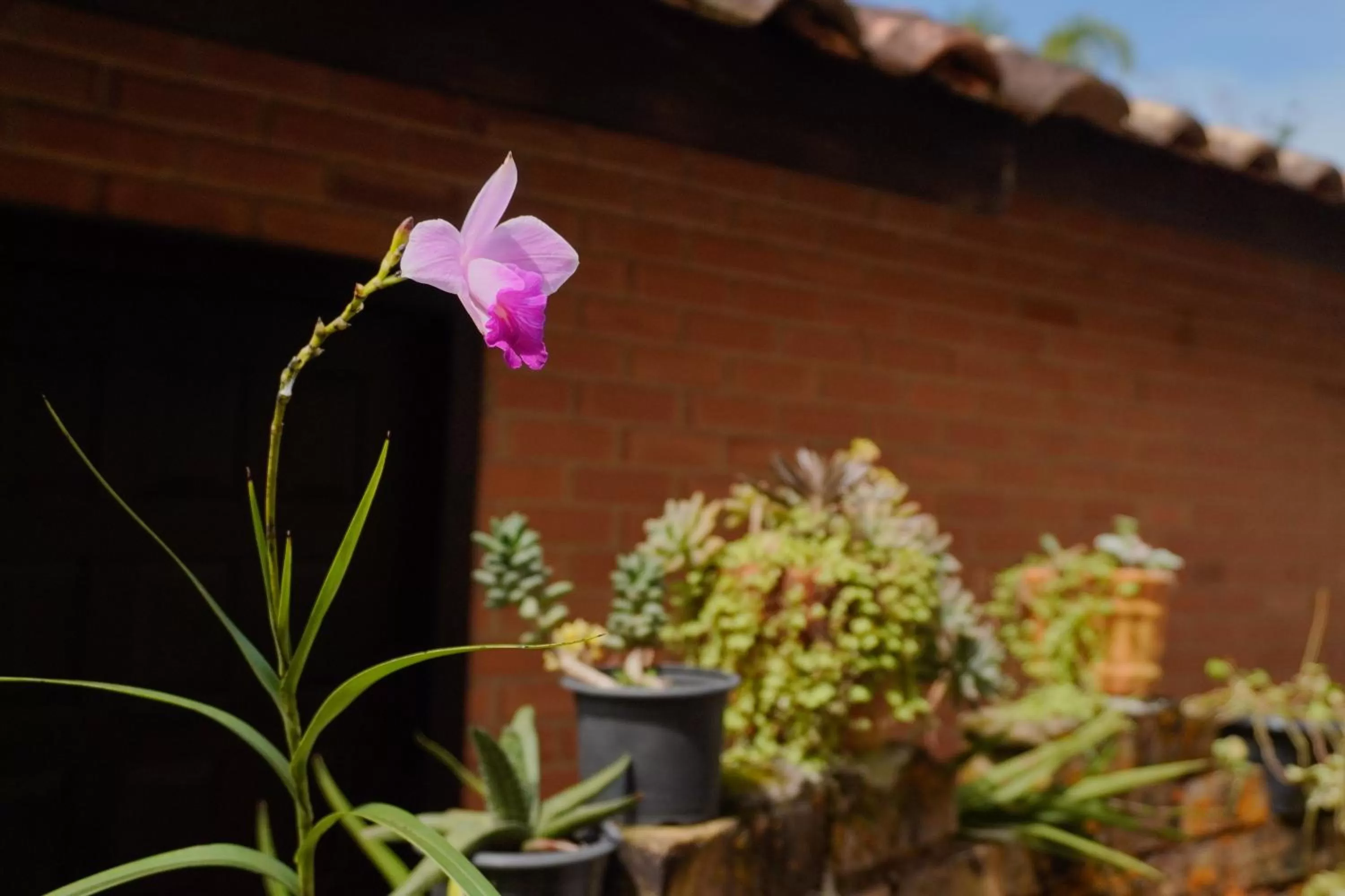 Garden in Pousada Dunasol Floripa