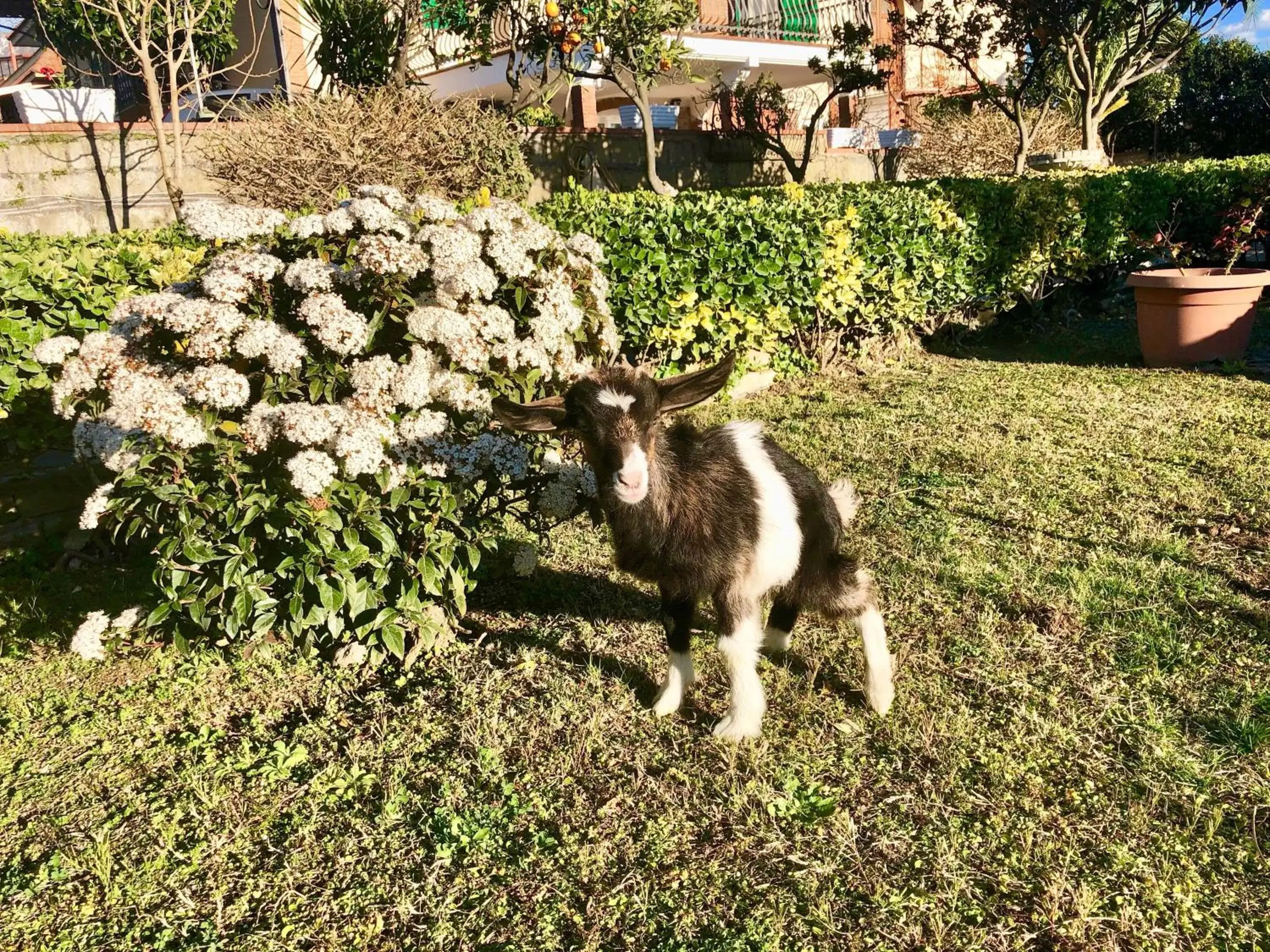 Garden in B&B Annetta