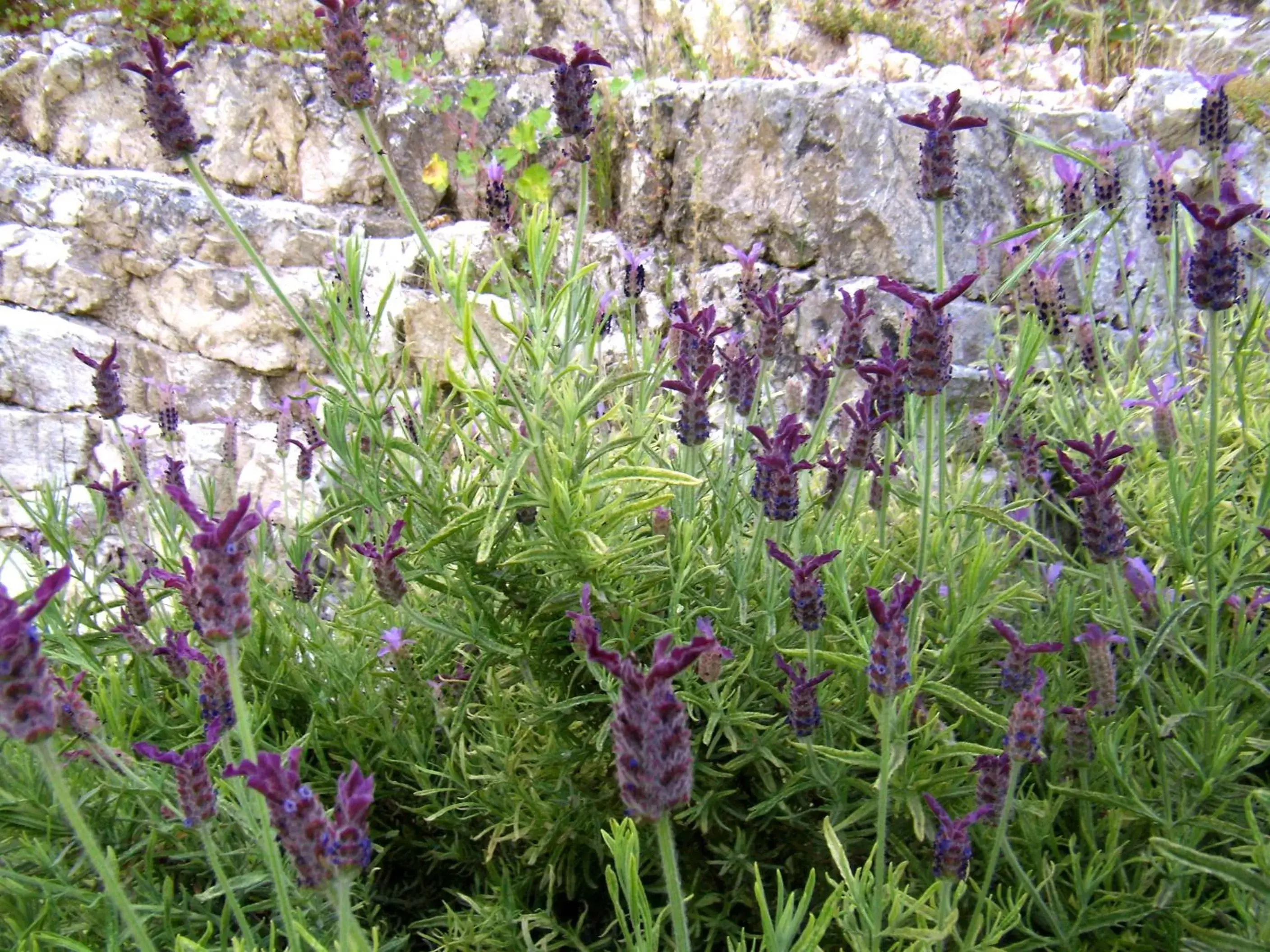 Garden in Borgo San Valentino