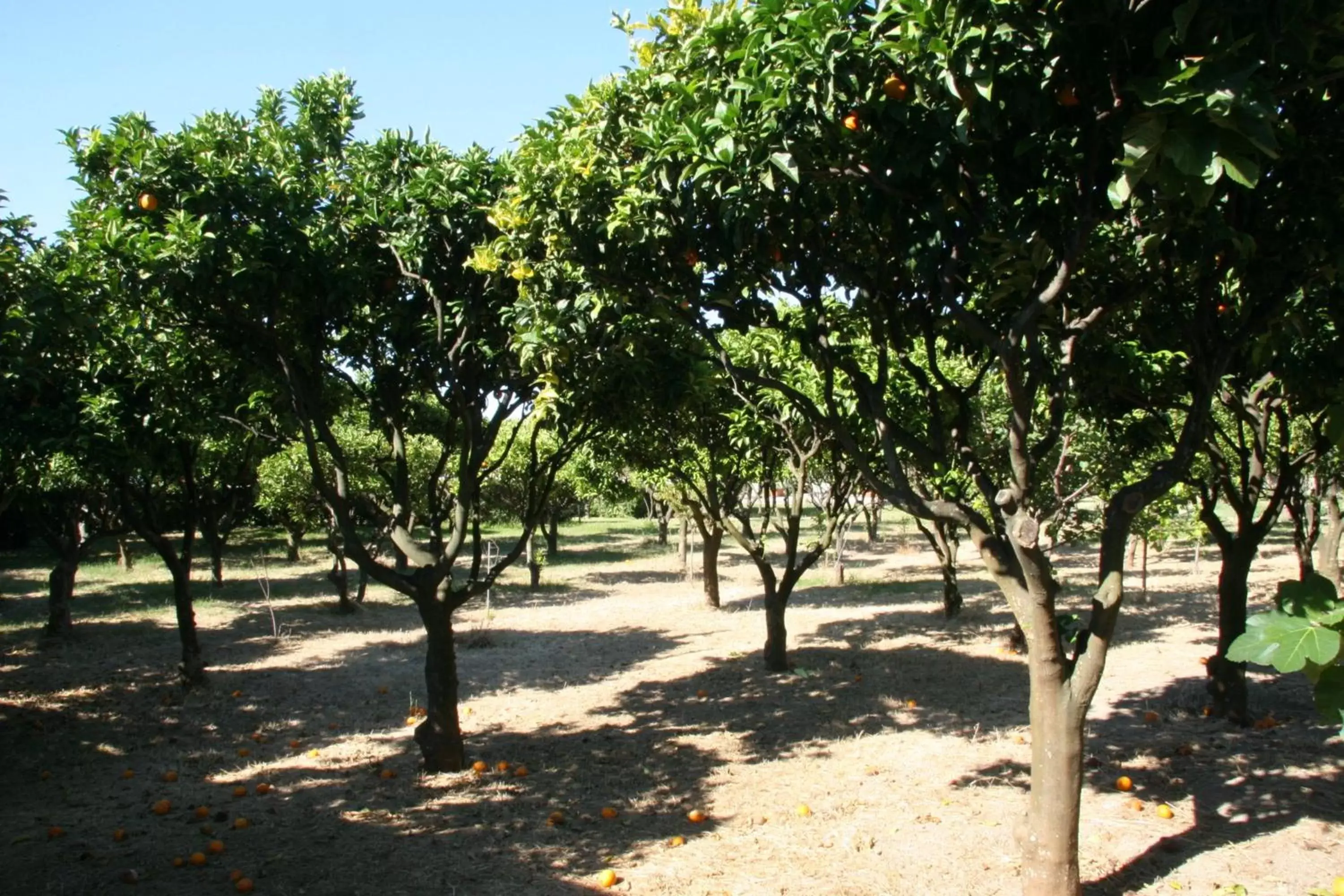 Garden in Tenuta Villa Tara