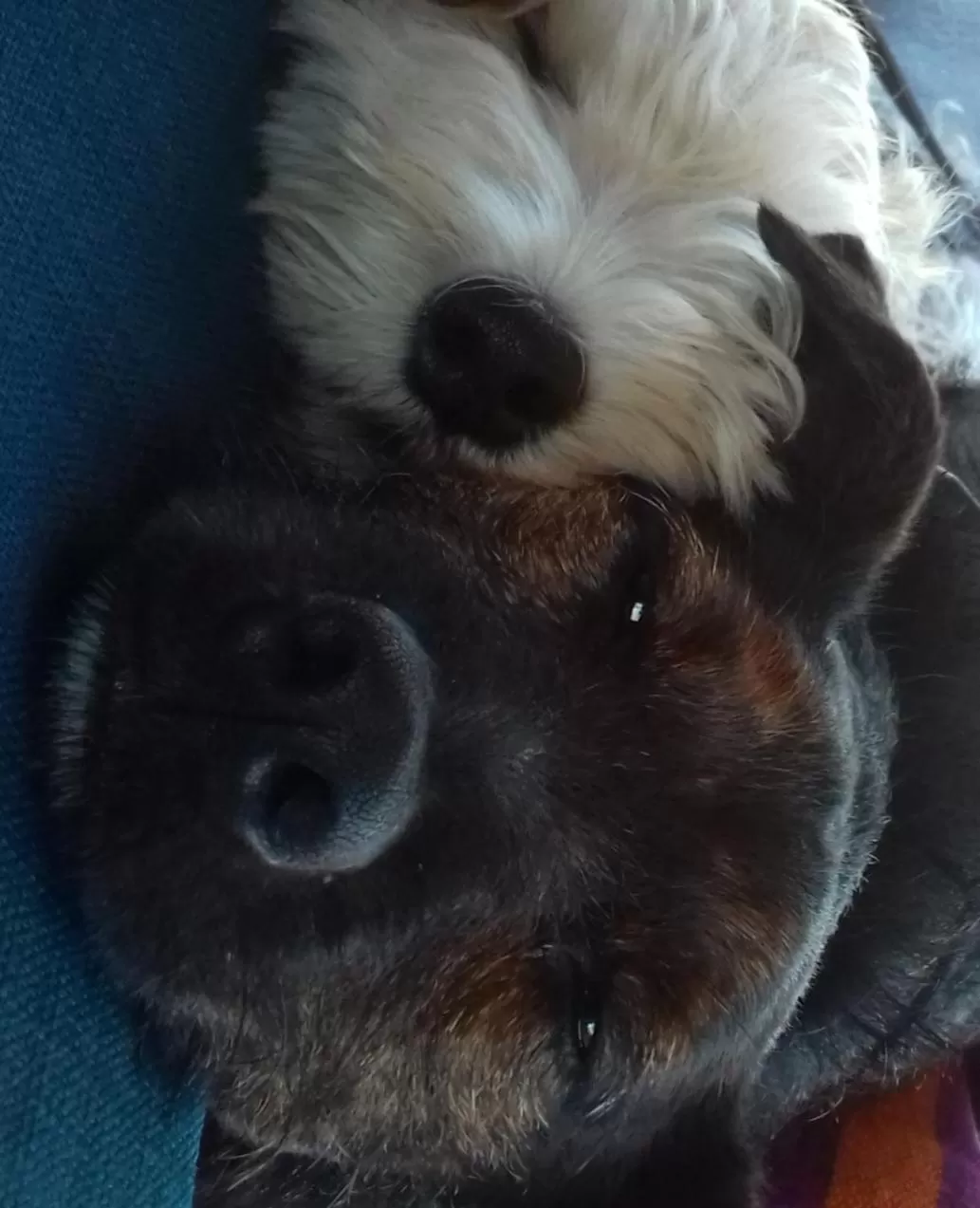 Pets in The Doghouse B&B