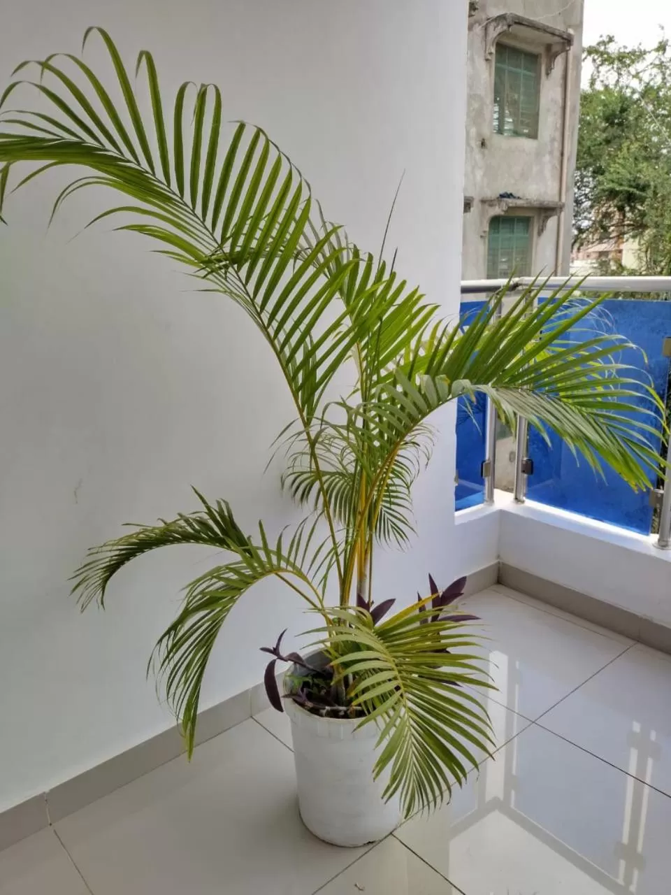 Balcony/Terrace in 6 Park Retreat