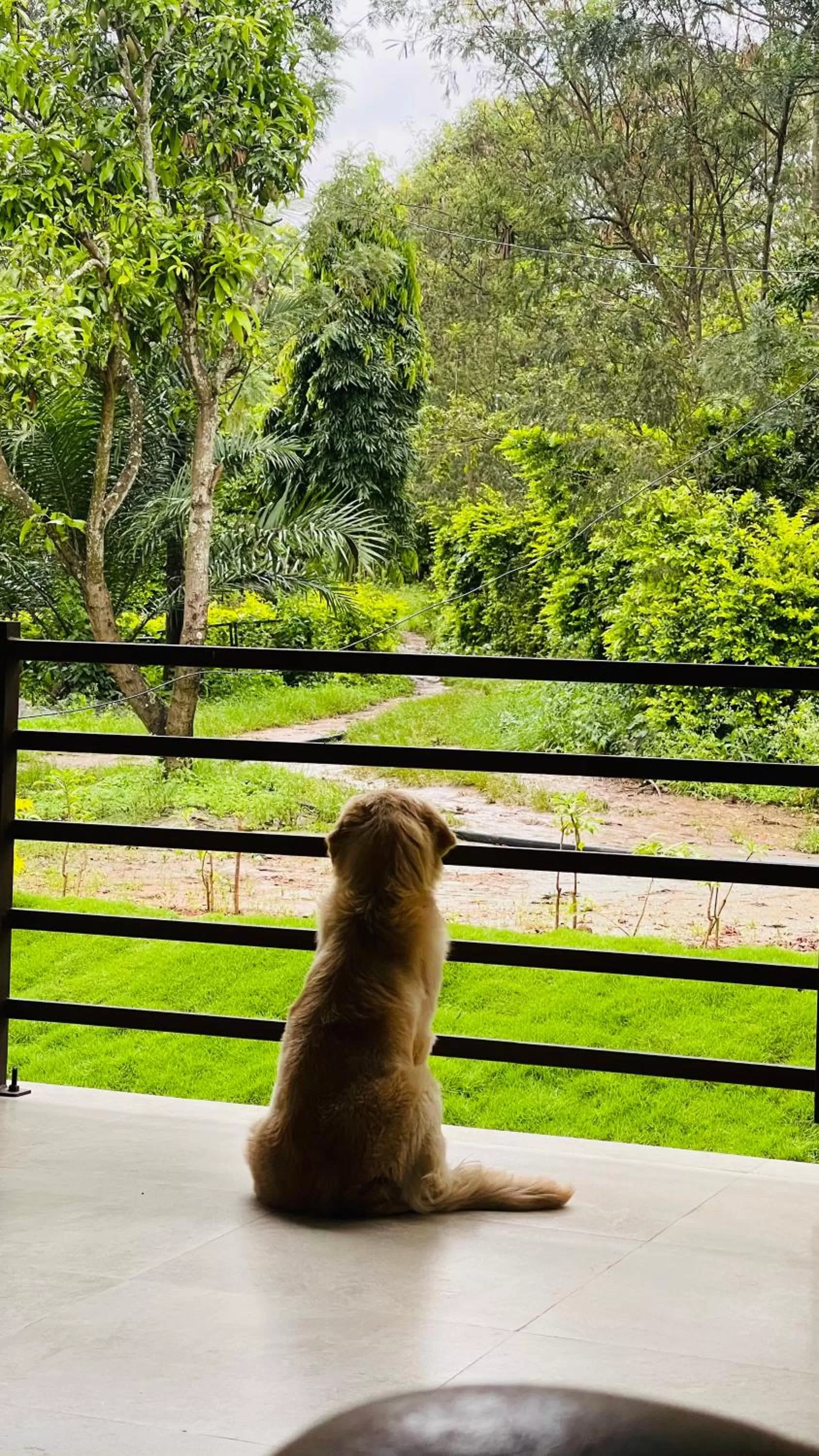 Pets in Commune18 Resort Chikmagalur