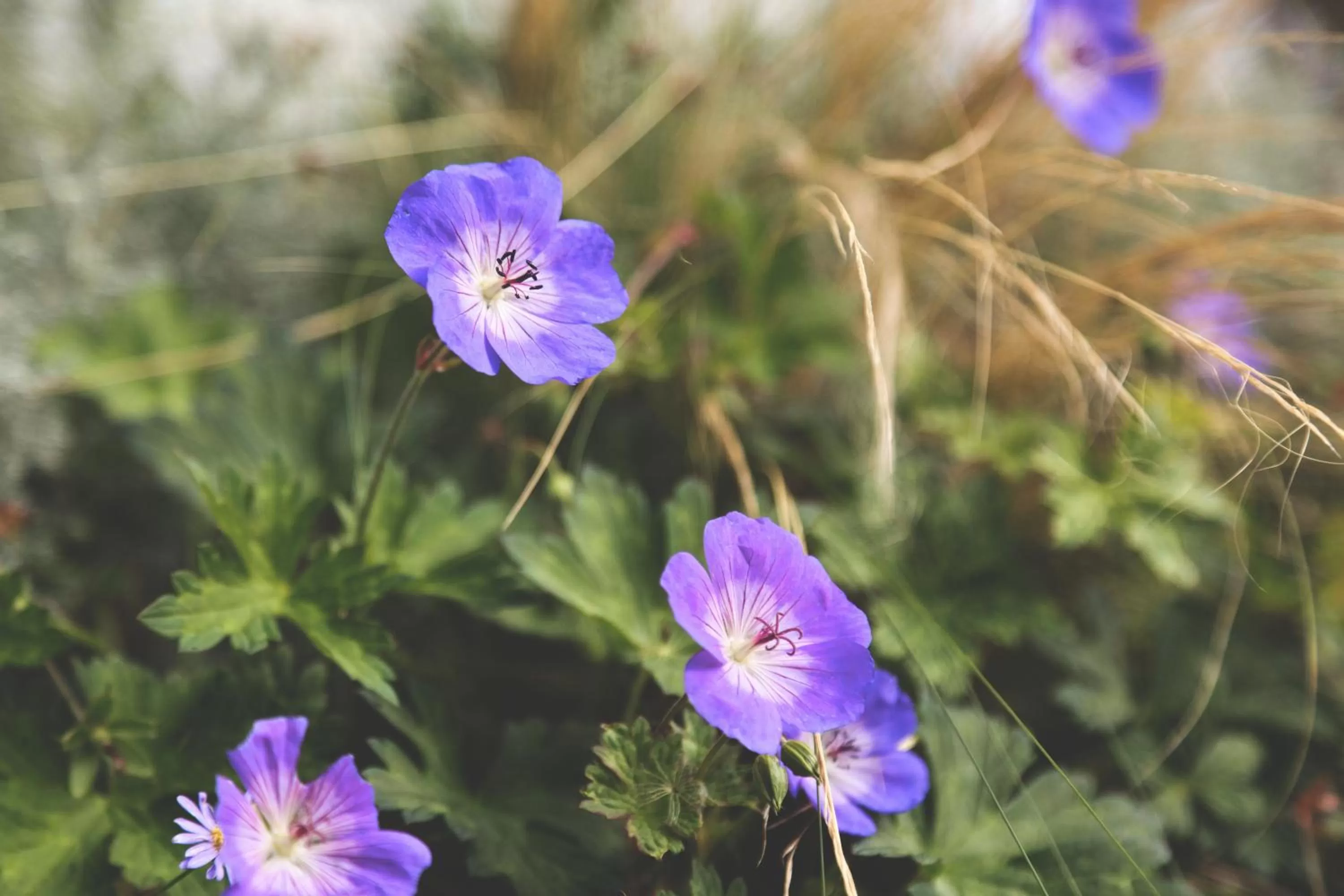 Garden view, Other Animals in The Old Drum