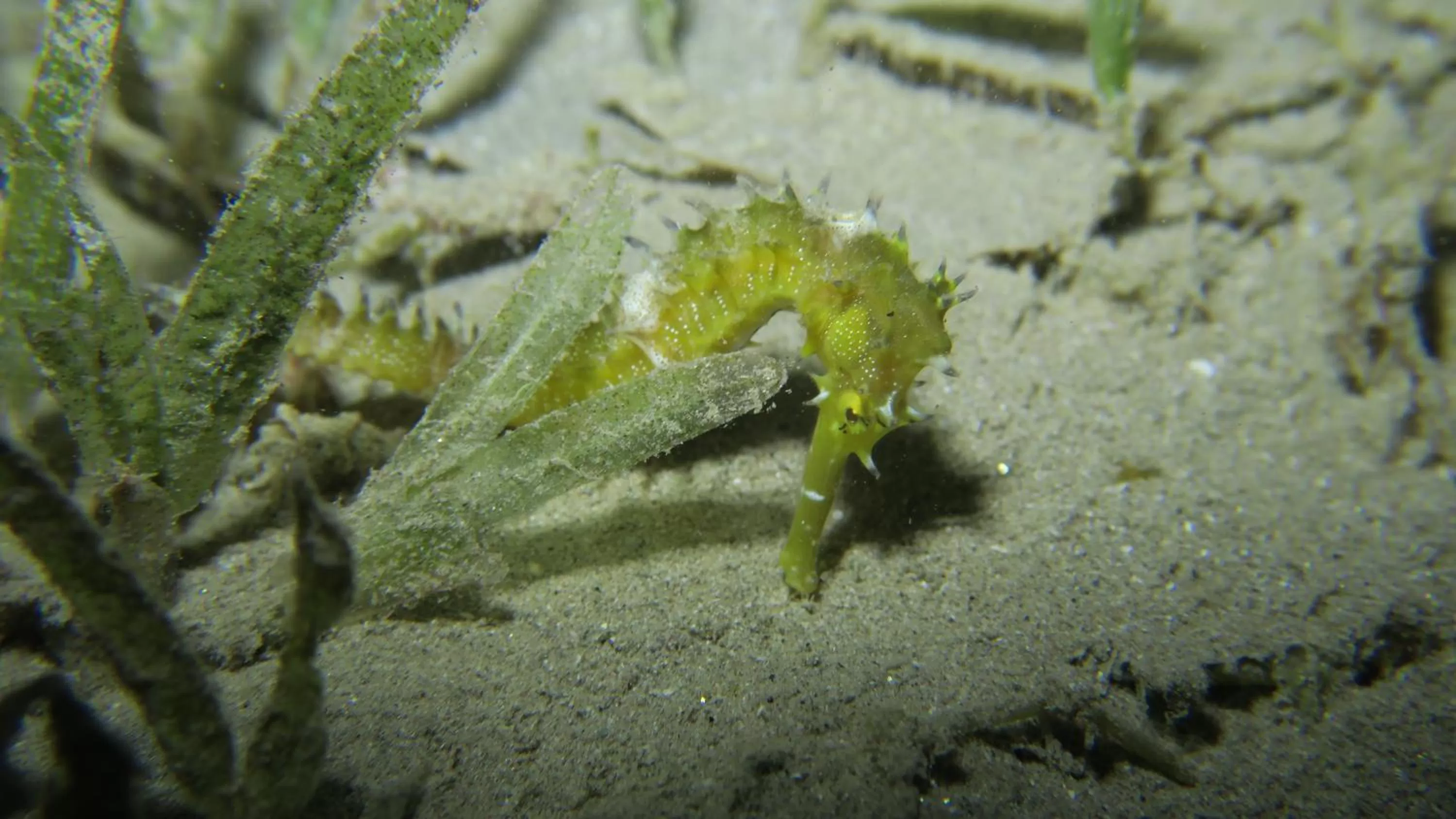 Snorkeling in Coral Sun Beach