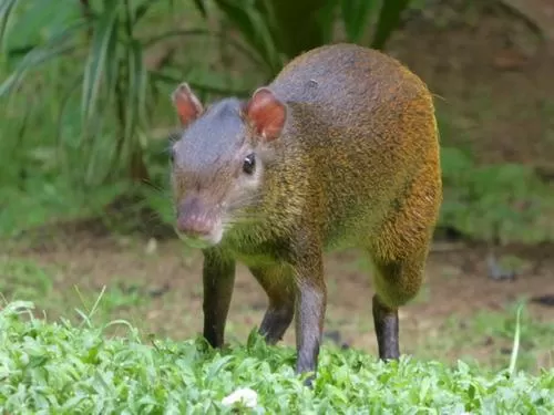 Other Animals in La Purruja Lodge