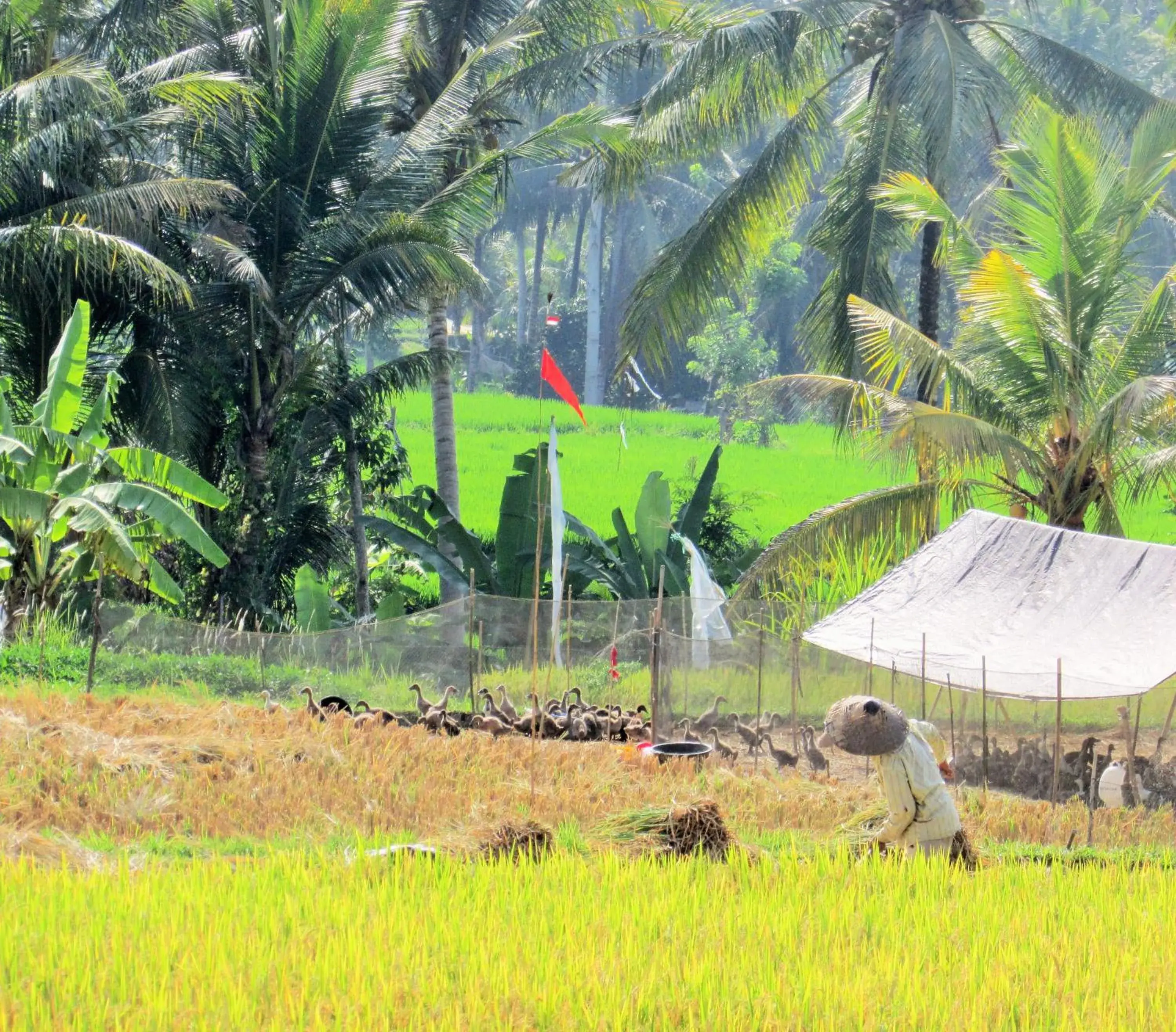 Neighbourhood, Garden in Temuku Villas Ubud - CHSE Certified