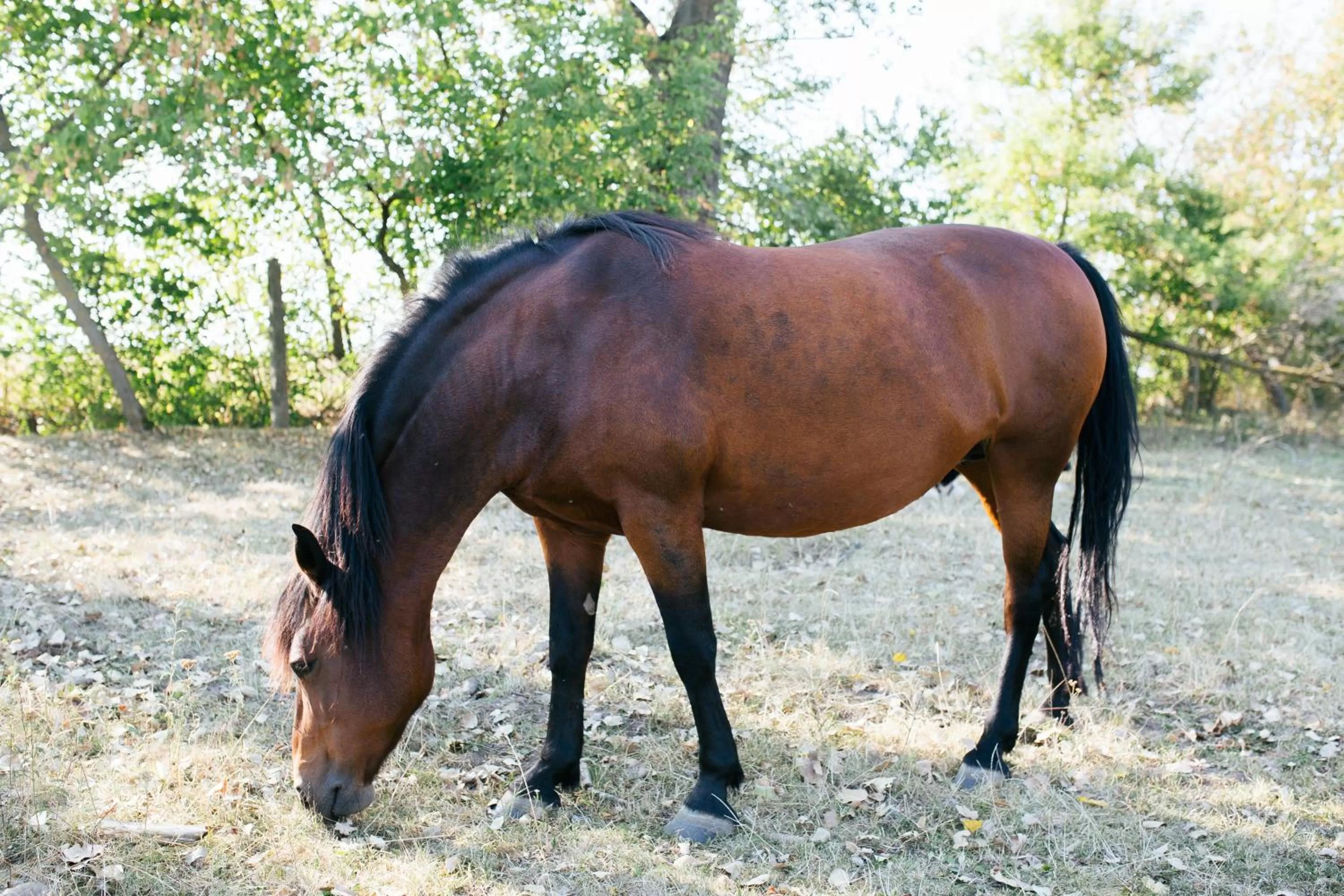 Property building in Fermerska Hata