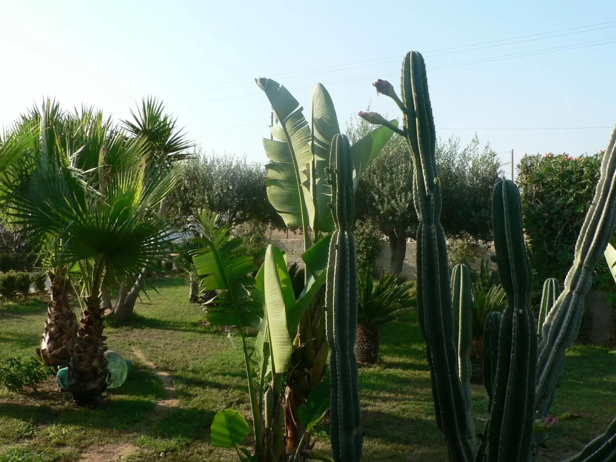 Garden in B&B Villa Francesco