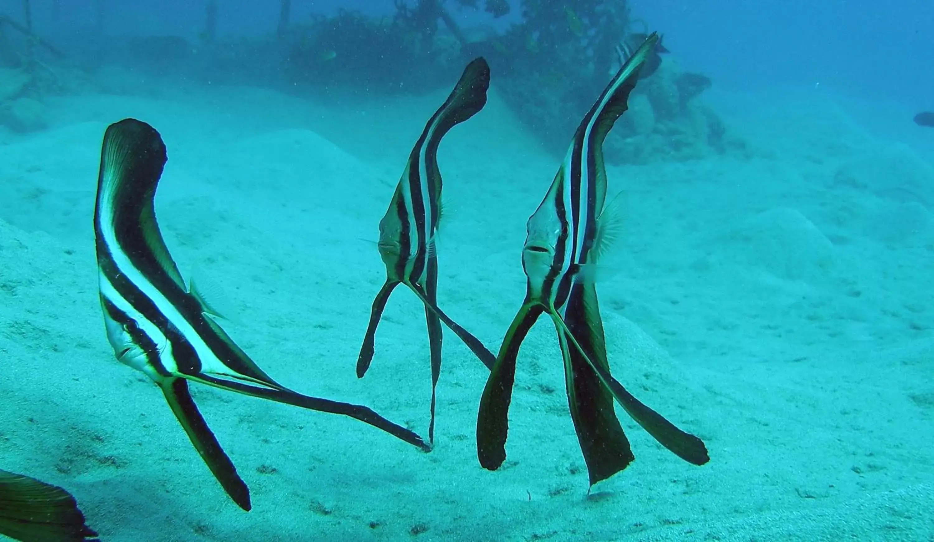 Snorkeling, Other Animals in Coral Sun Beach