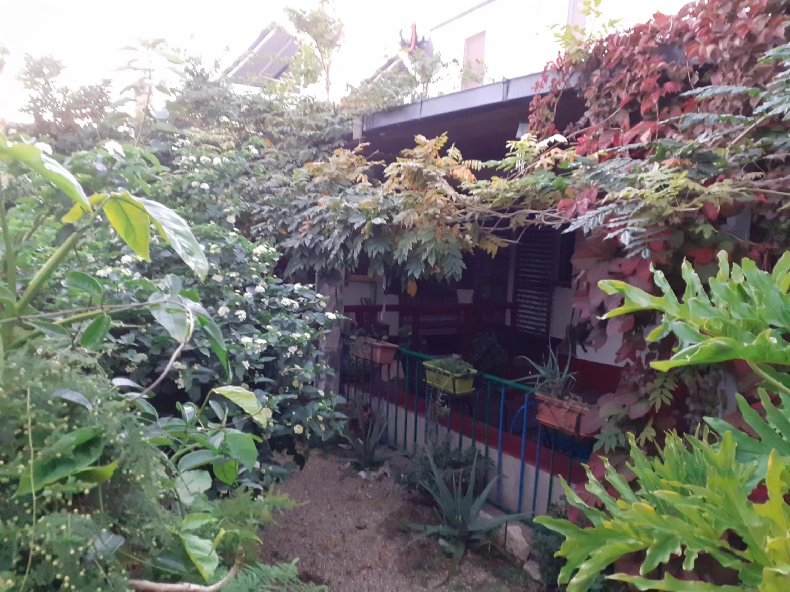 Patio, Property Building in Bed & Breakfast Paui