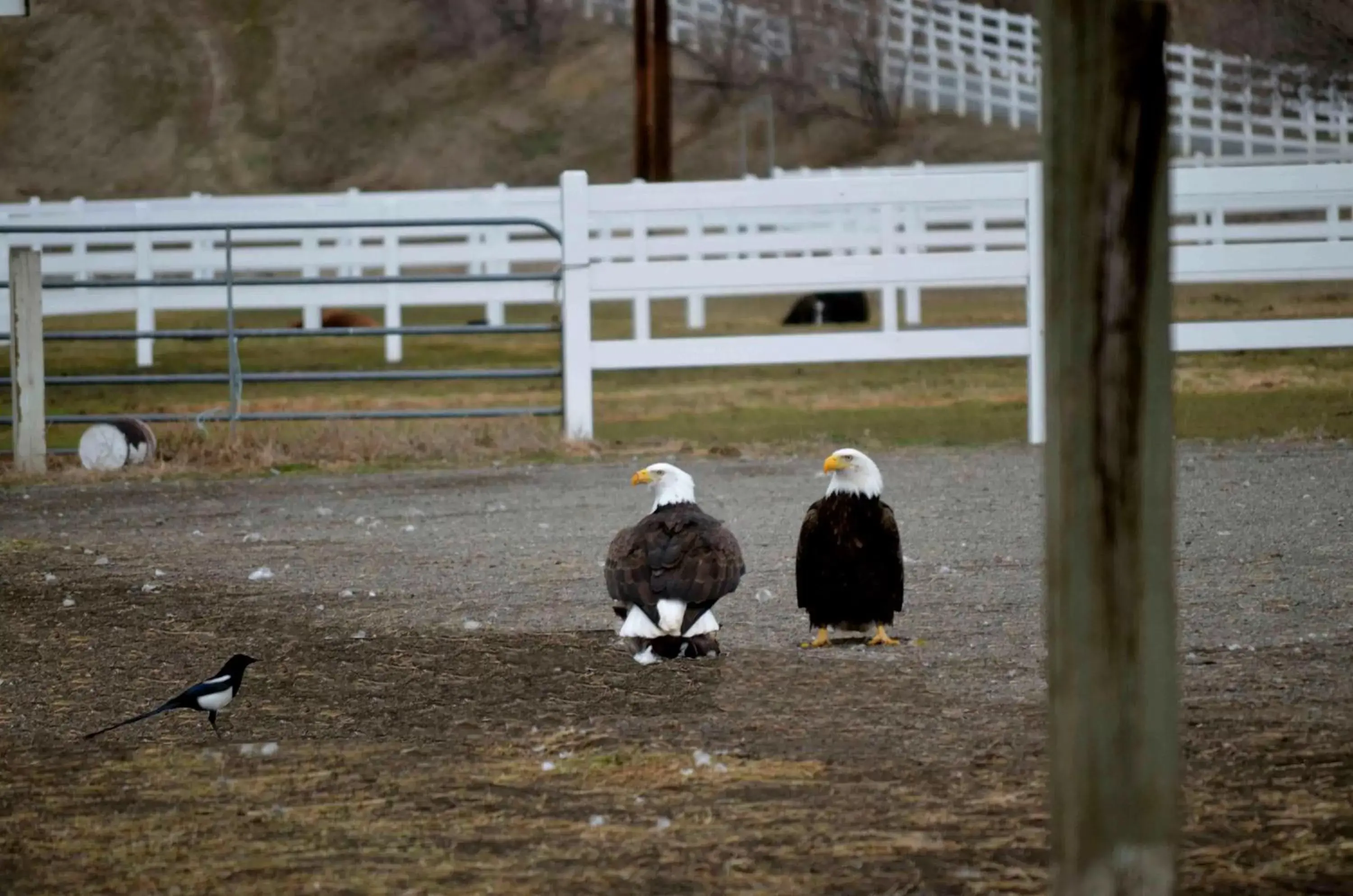 Area and facilities, Other Animals in South Thompson Inn & Conference Centre