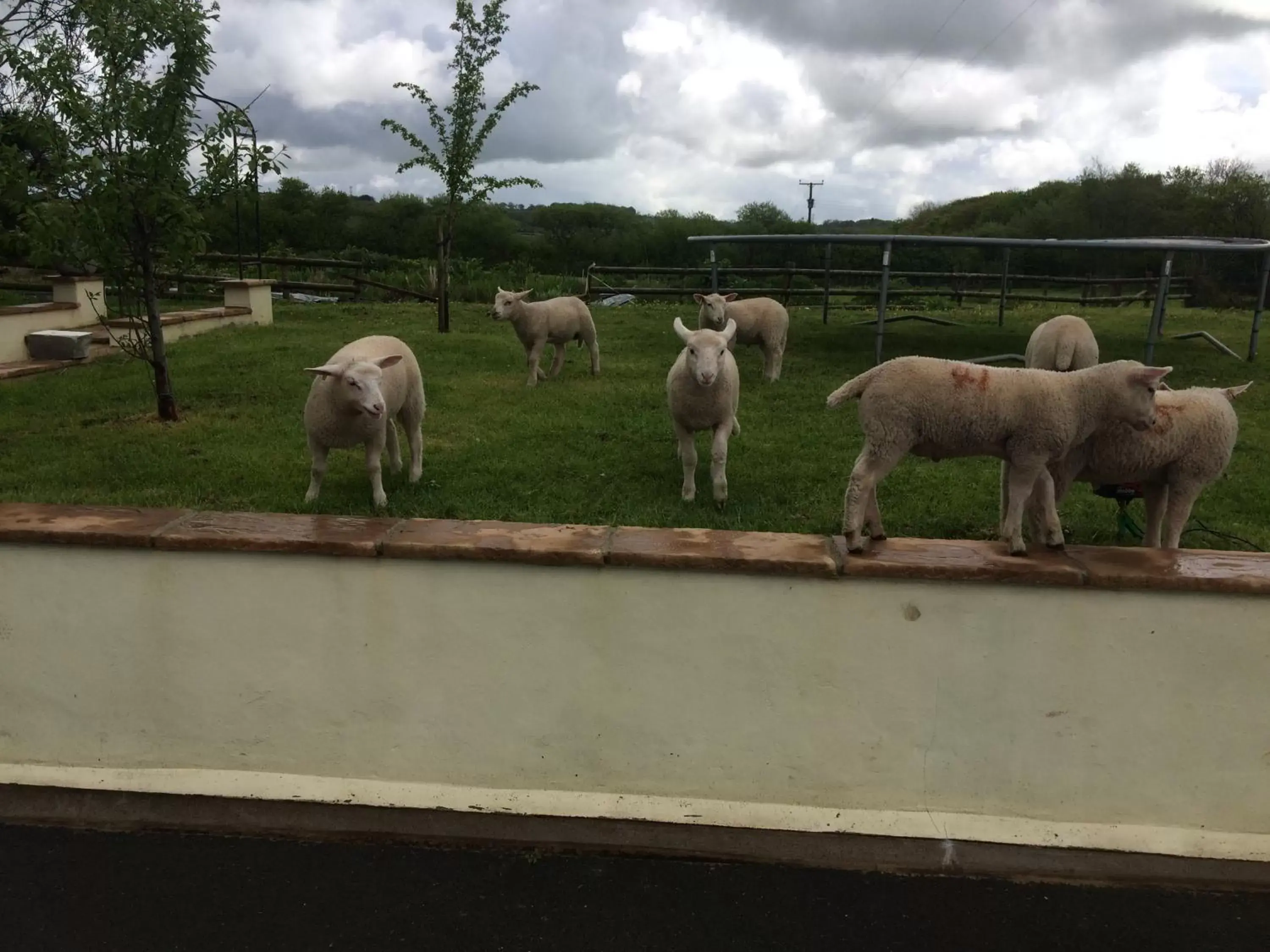 Animals, Pets in Barton Gate Farm B&B