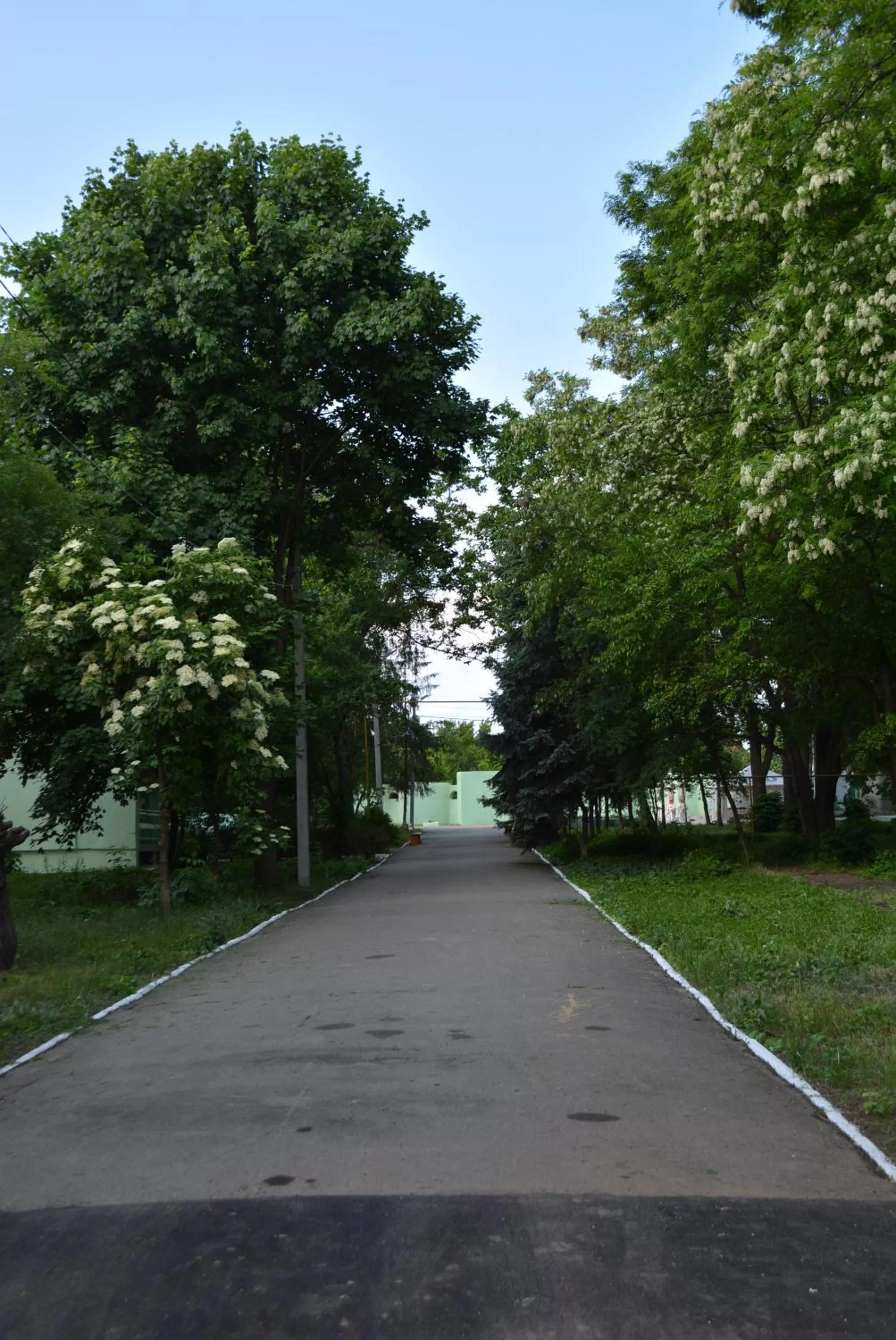 Summer in Zelenyi Kampus