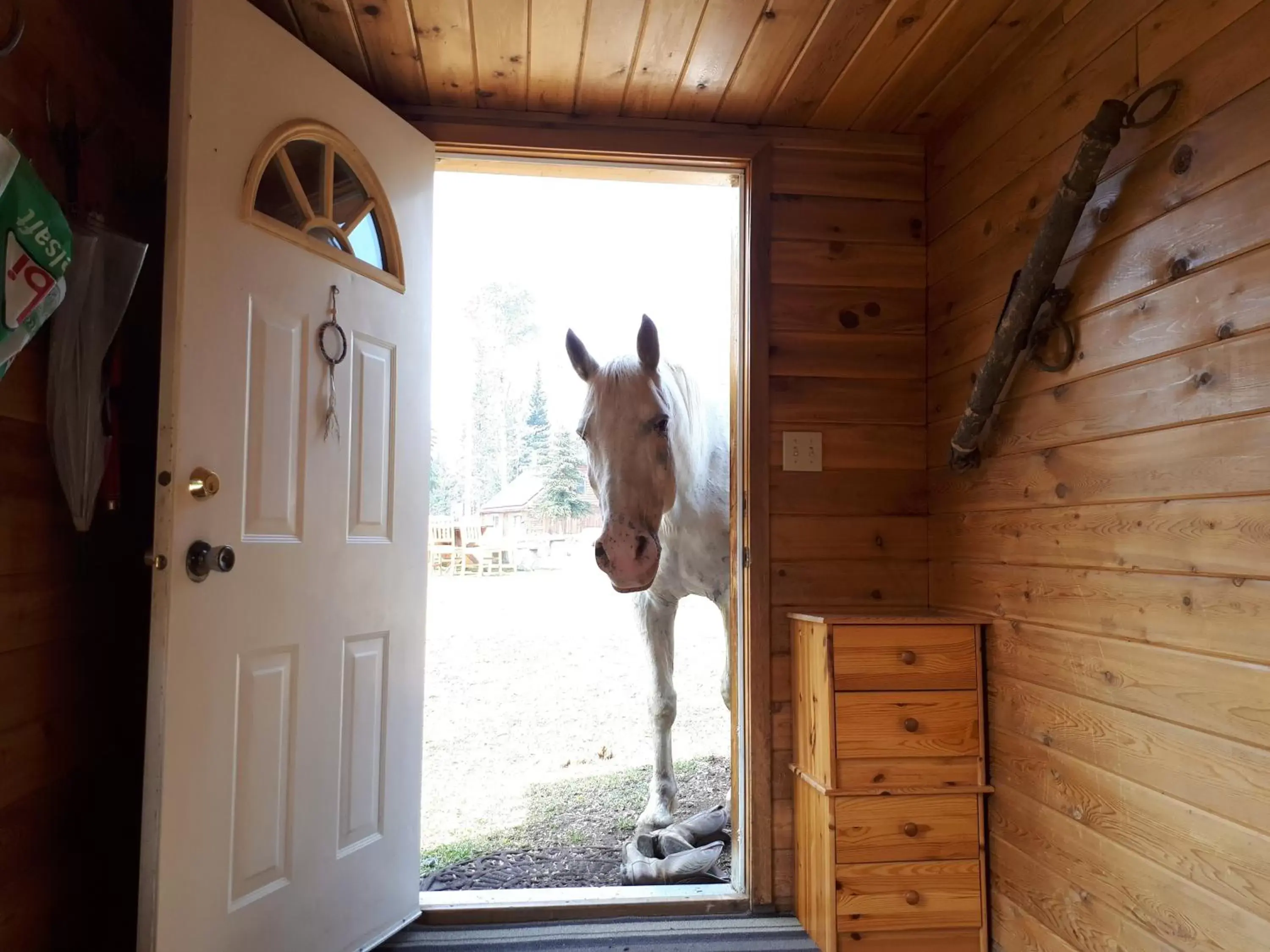 Pets in Wettstone Guest Ranch