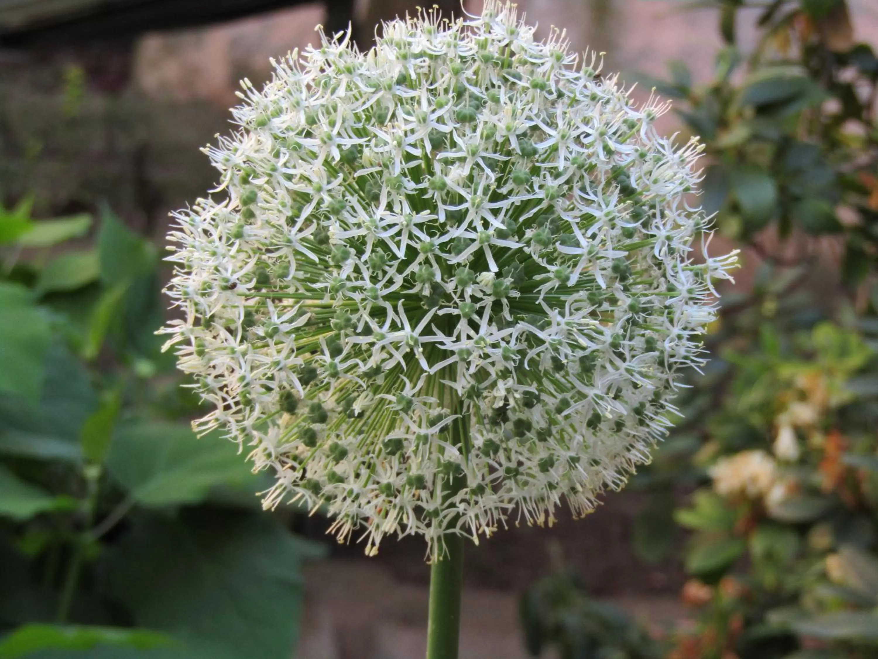 Garden in Hotel und Gasthof Ritter St. Georg