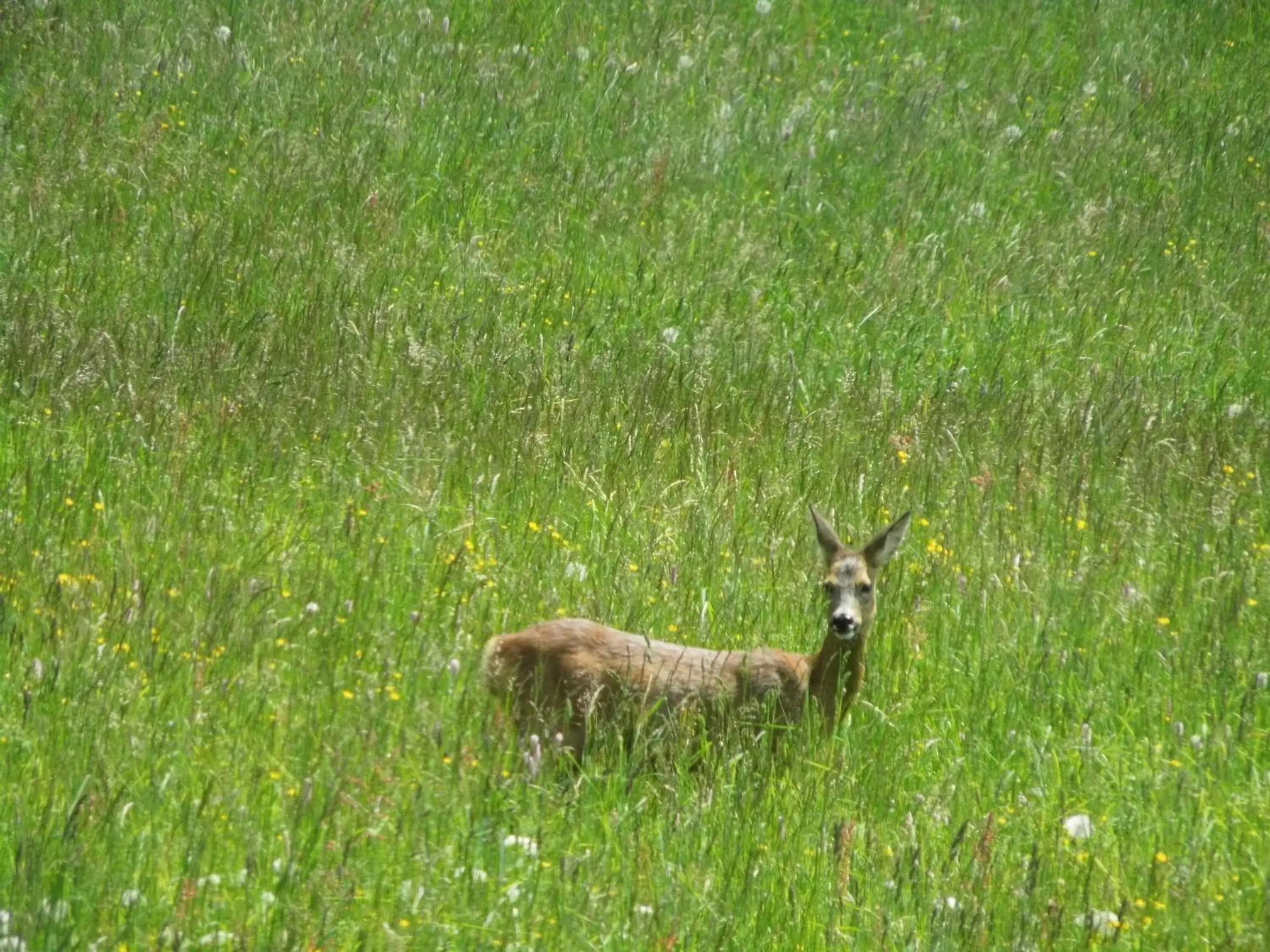 Neighbourhood, Other Animals in Alpenhof