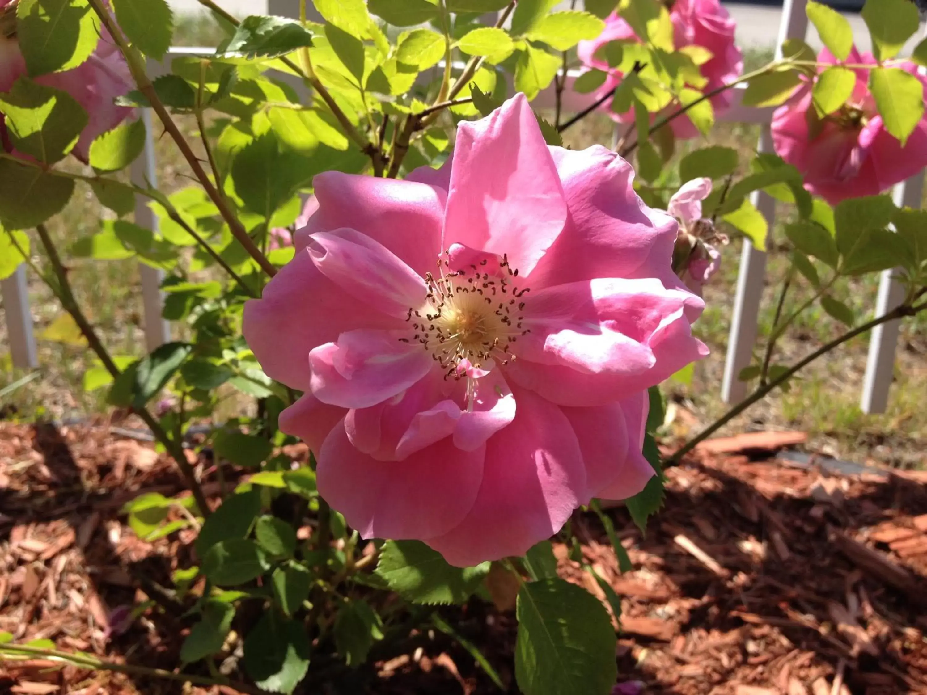 Garden in Marcotte Motor Court