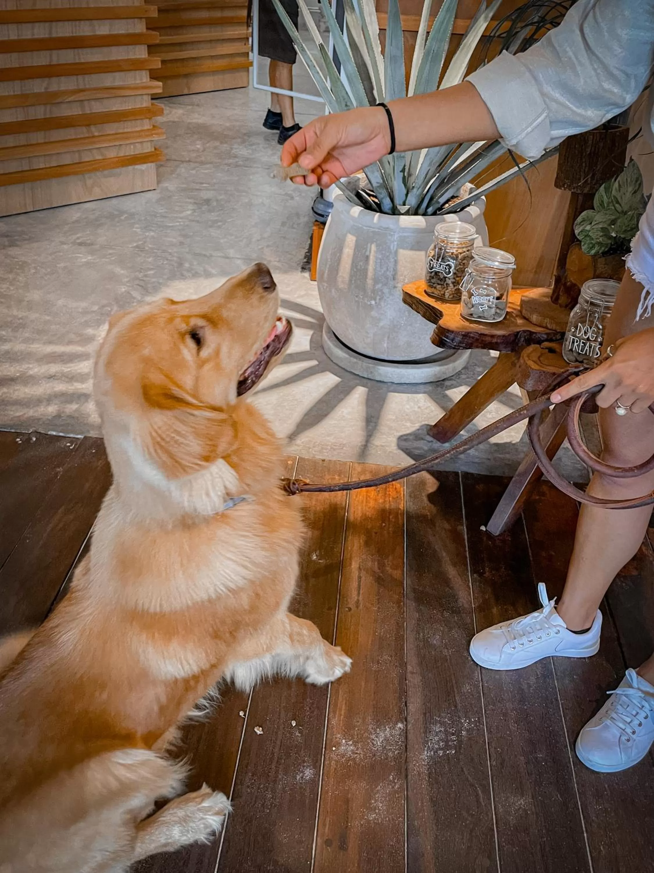 Restaurant/places to eat, Pets in Hotelito Azul