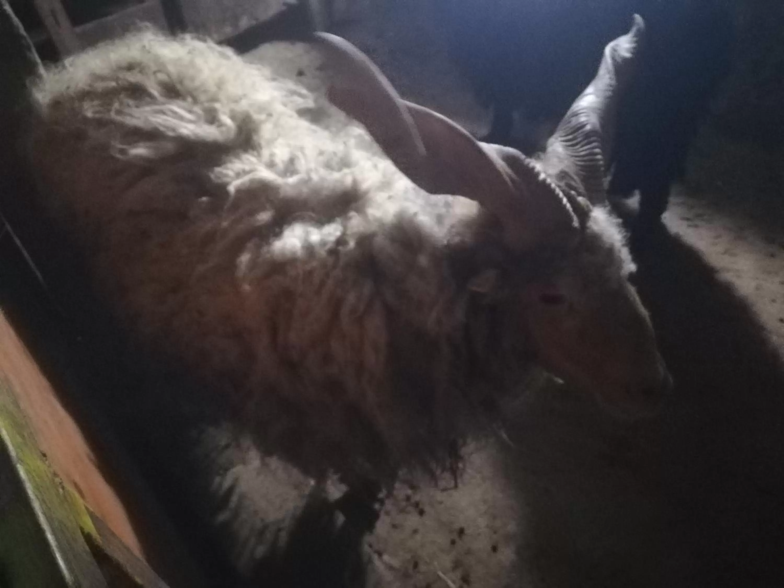 Animals in Etno selo Vile Jefimija, selo Preobrazenje, Vranje