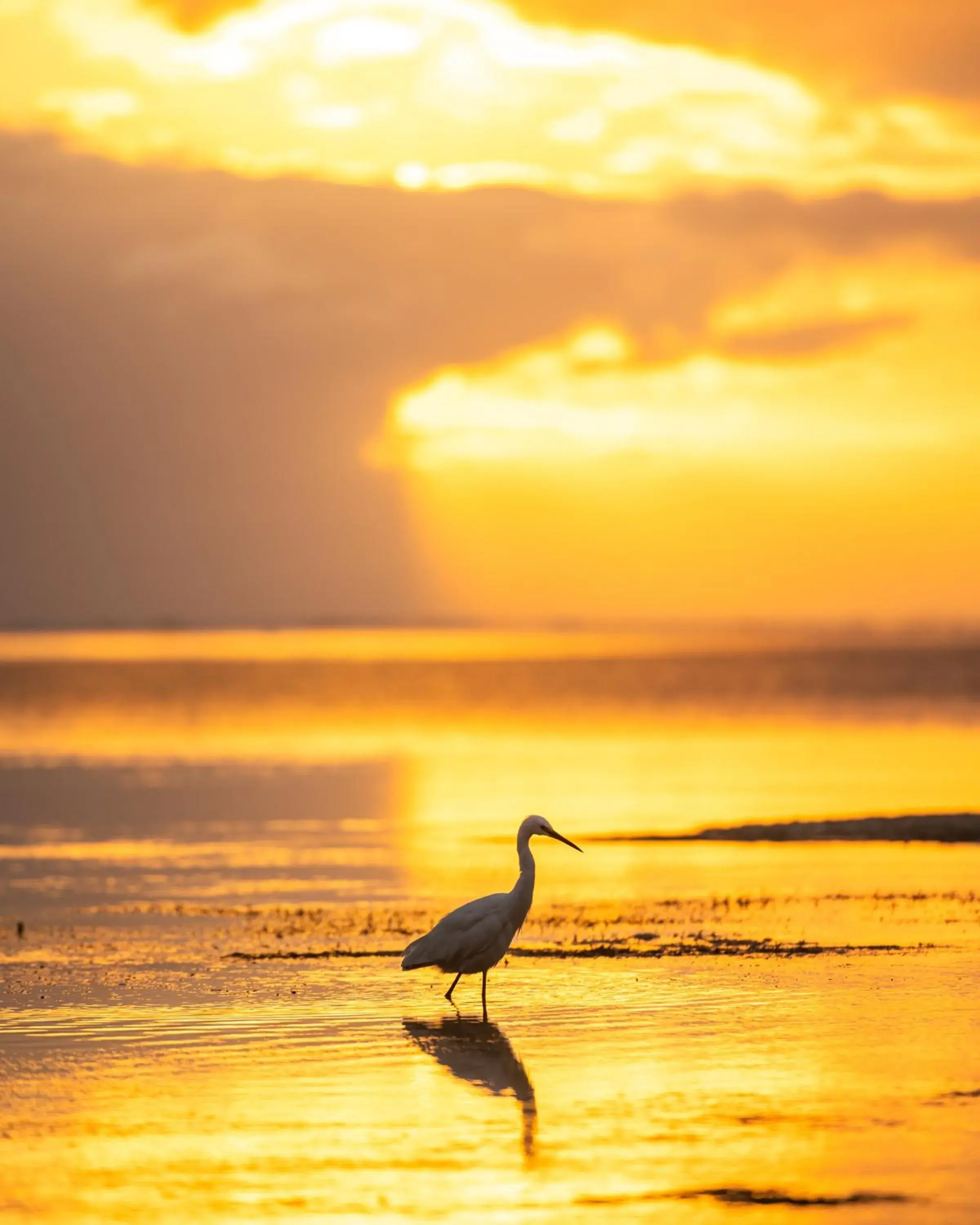 Natural landscape, Other Animals in Hakuna Majiwe Beach Lodge Zanzibar