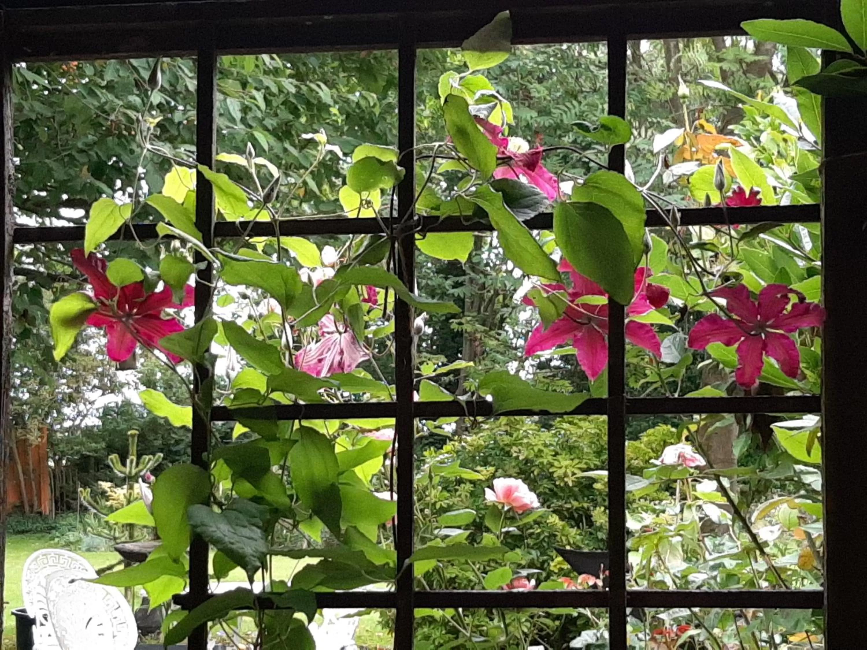 Garden in Church Villa B & B