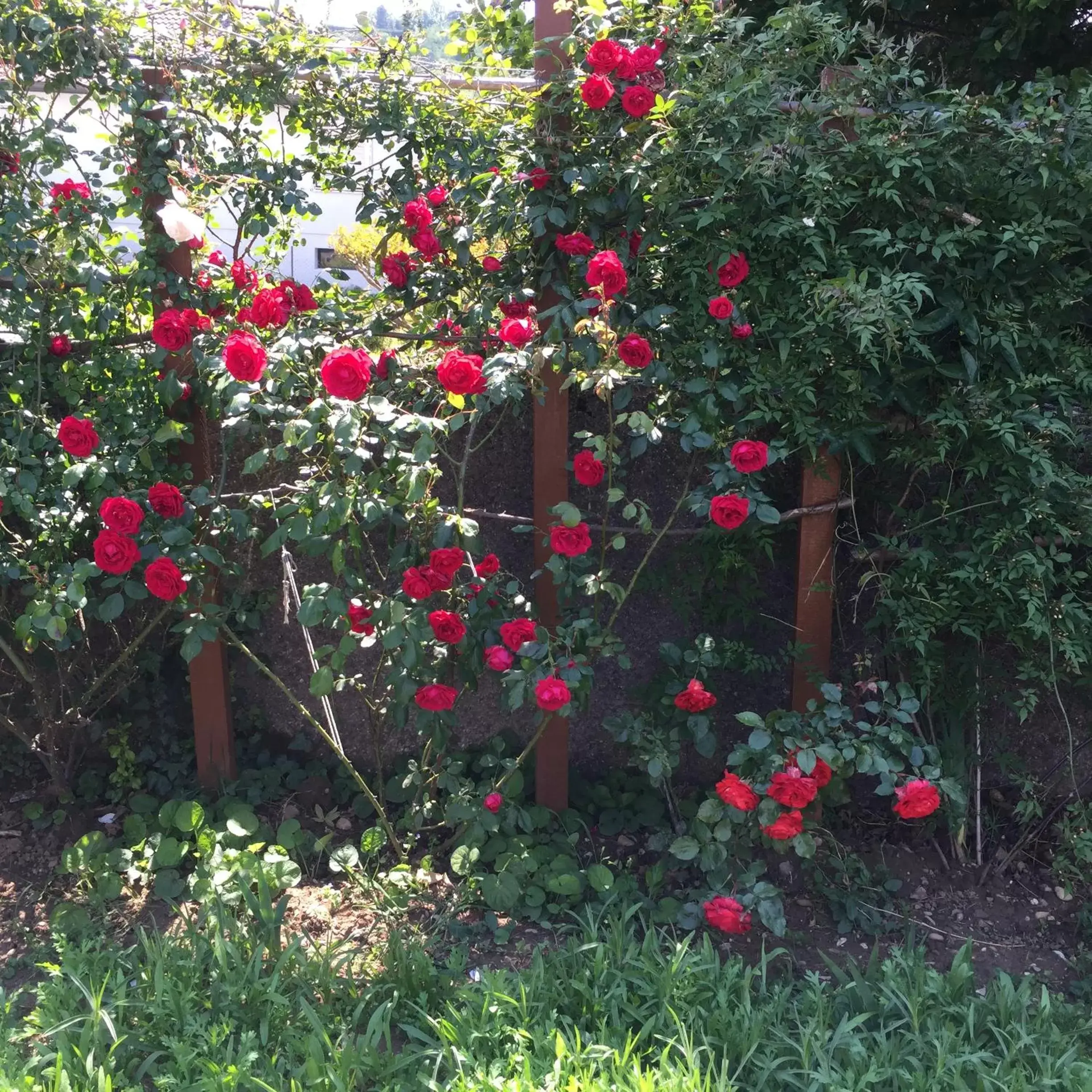 Garden in Un temps pour le rêve