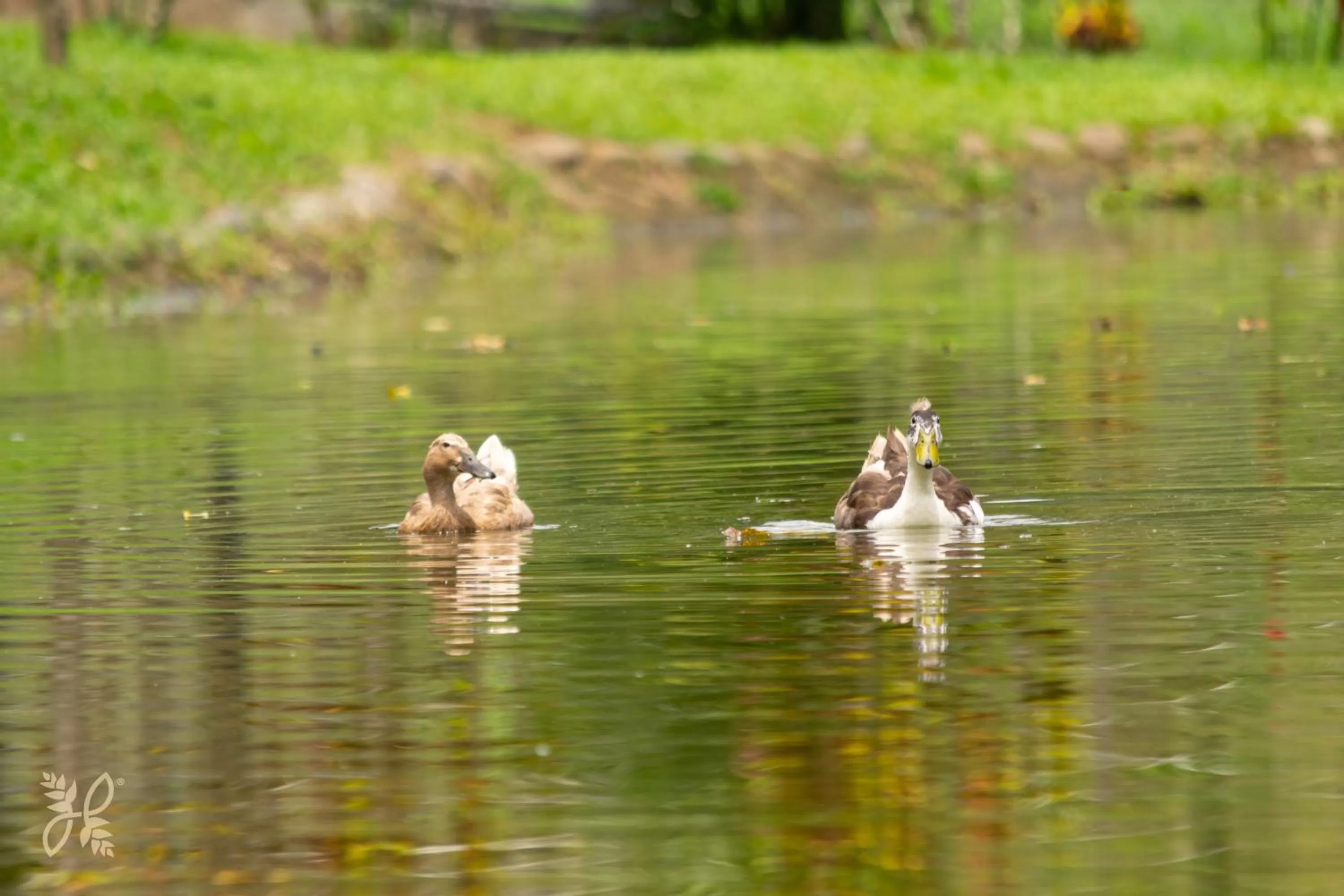 Animals in Hotel Heliconias Nature Inn & Hot Springs