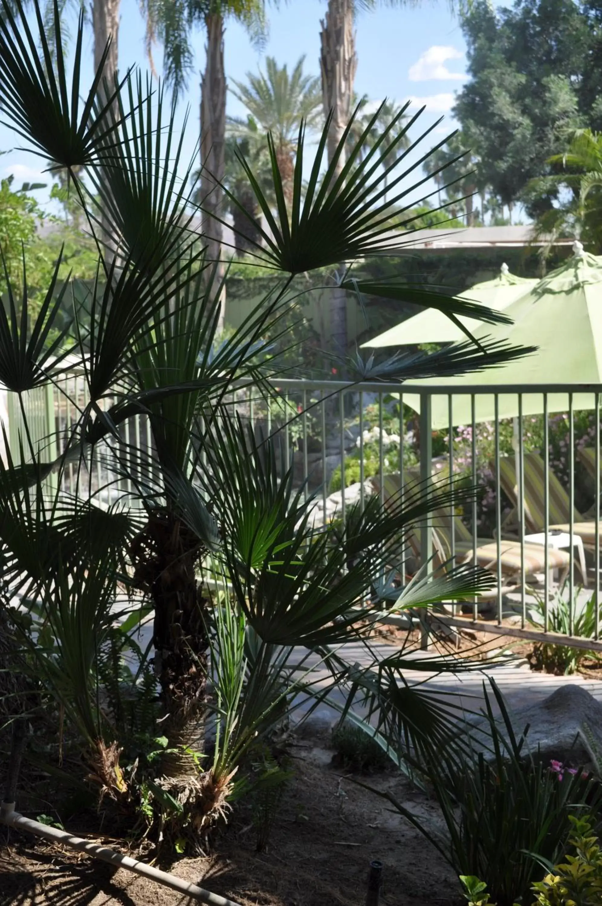 Day, Pool View in Vista Grande Resort - A Gay Men's Resort