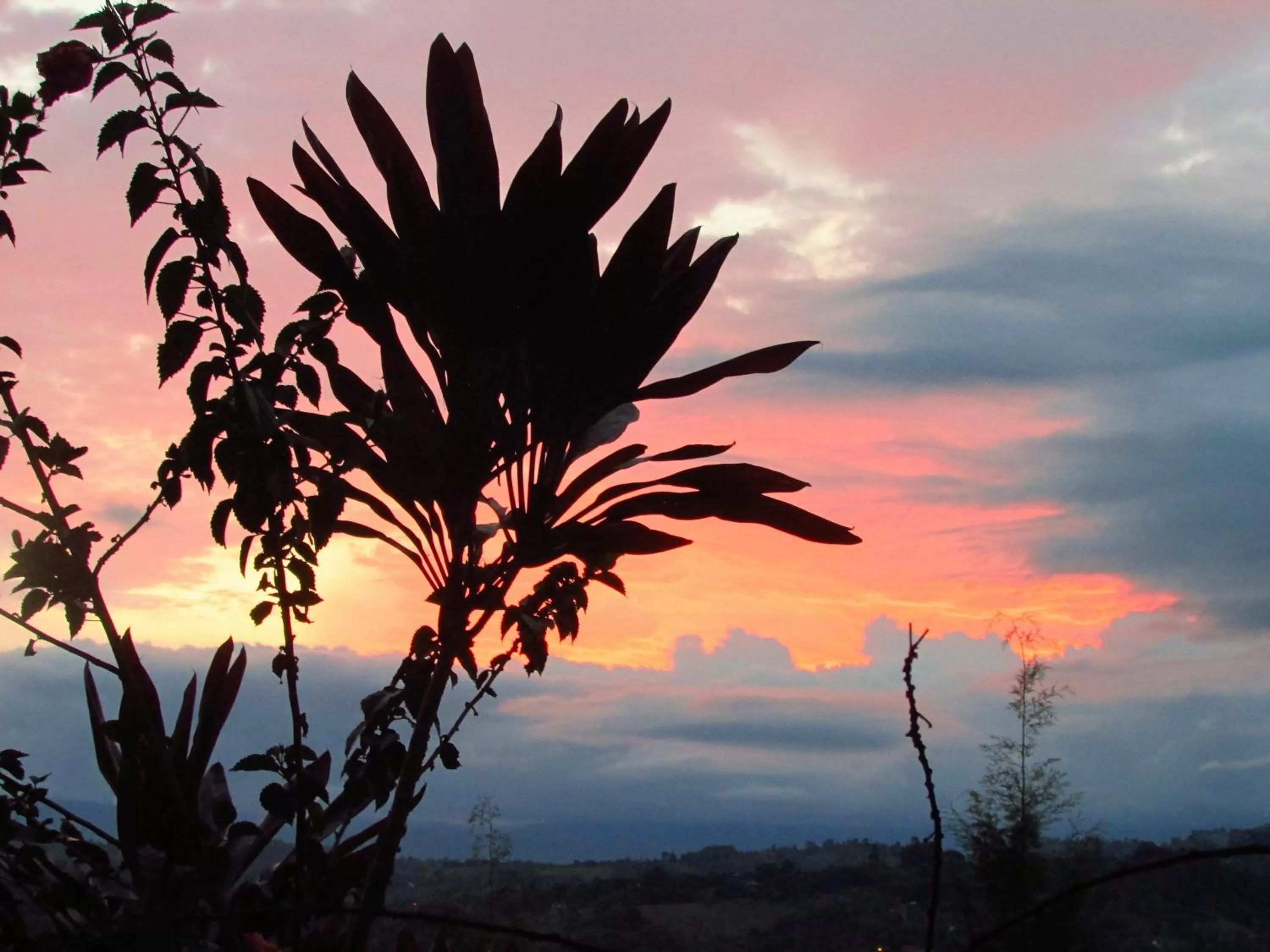 Garden in Hotel La Casa de Francois