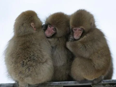 Activities in Hotel Yudanaka