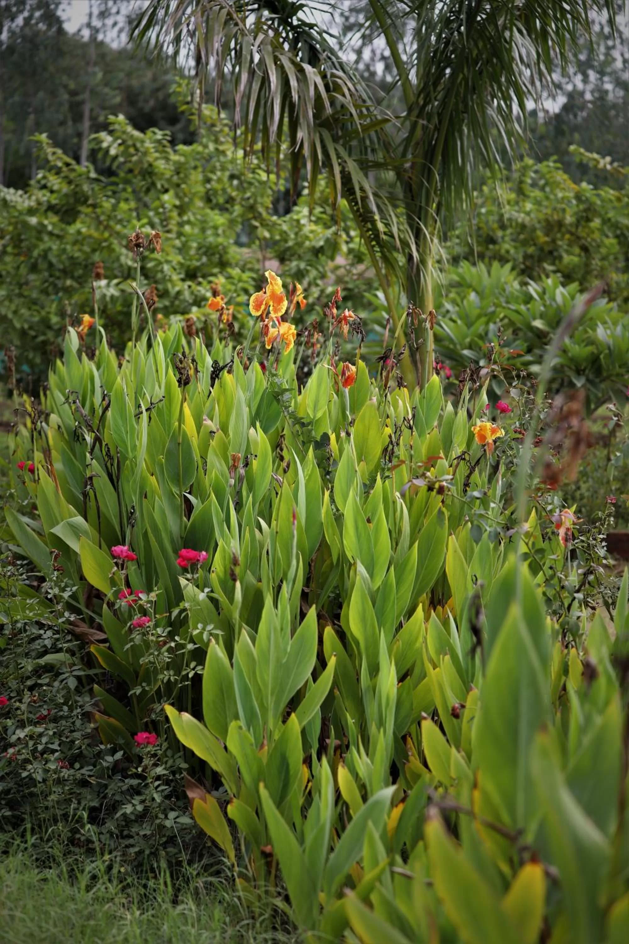 Garden in Camp Paridhi Ranthambhore, Homestay