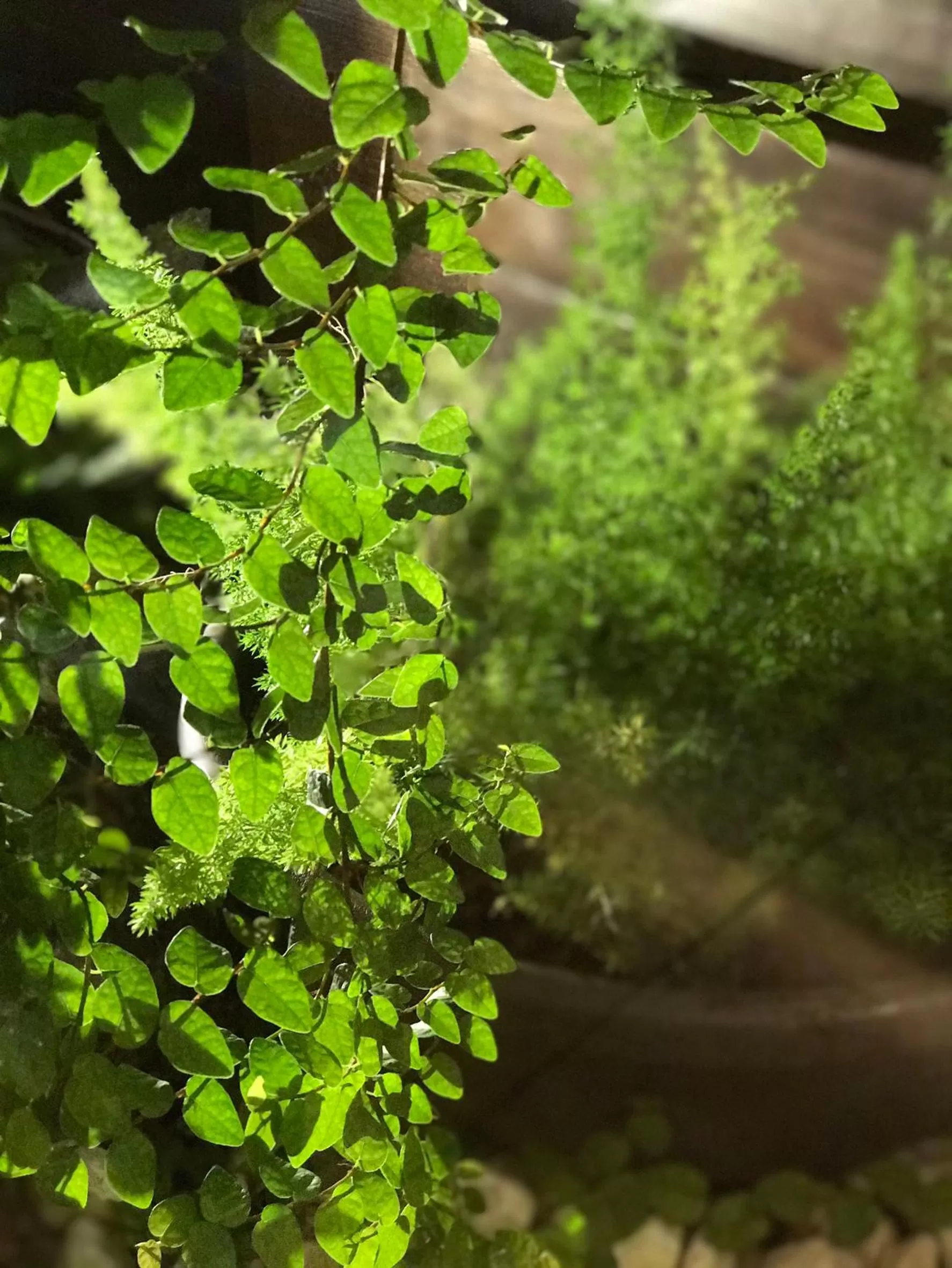 Garden view in Unique Hotel
