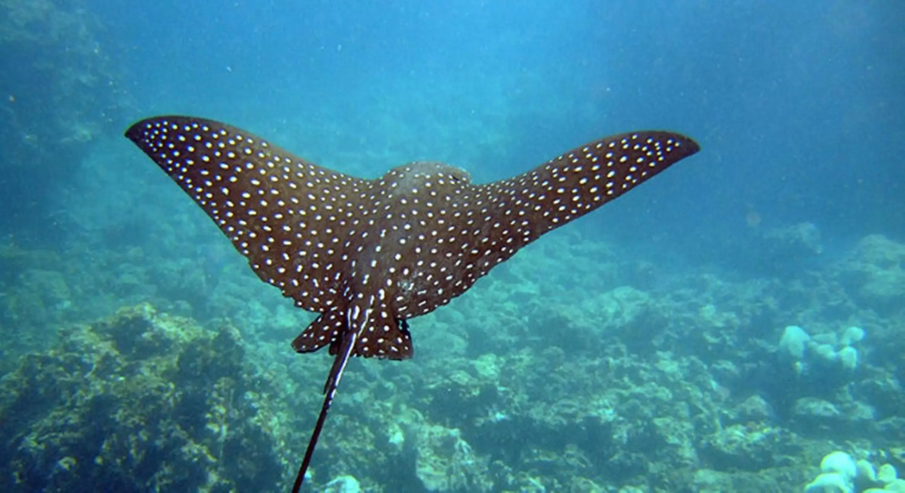 Diving, Other Animals in Ocean Tide Beach Resort