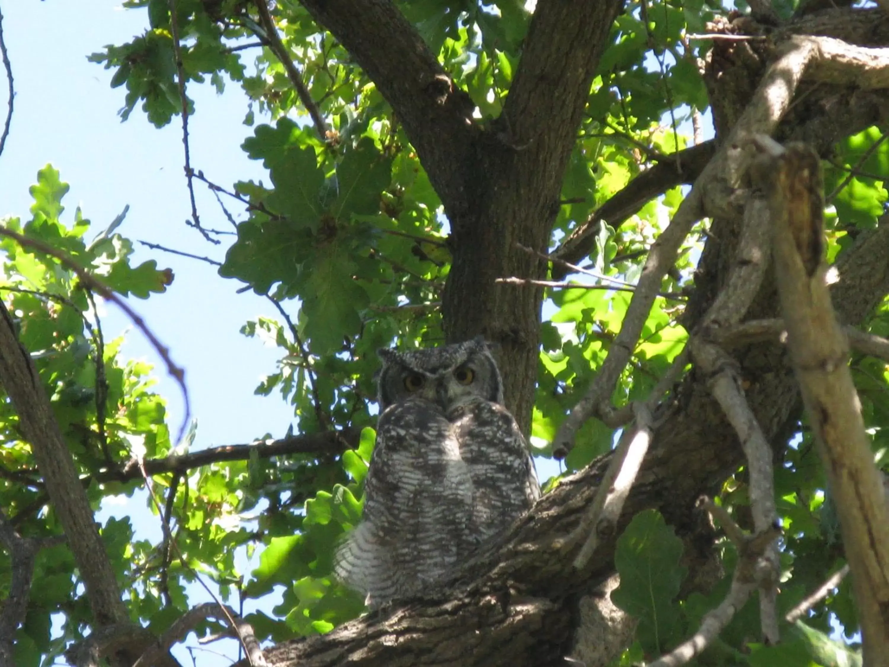 Facade/entrance in Montagu Vines Guesthouse Facade/entrance in Montagu Vines Guesthouse