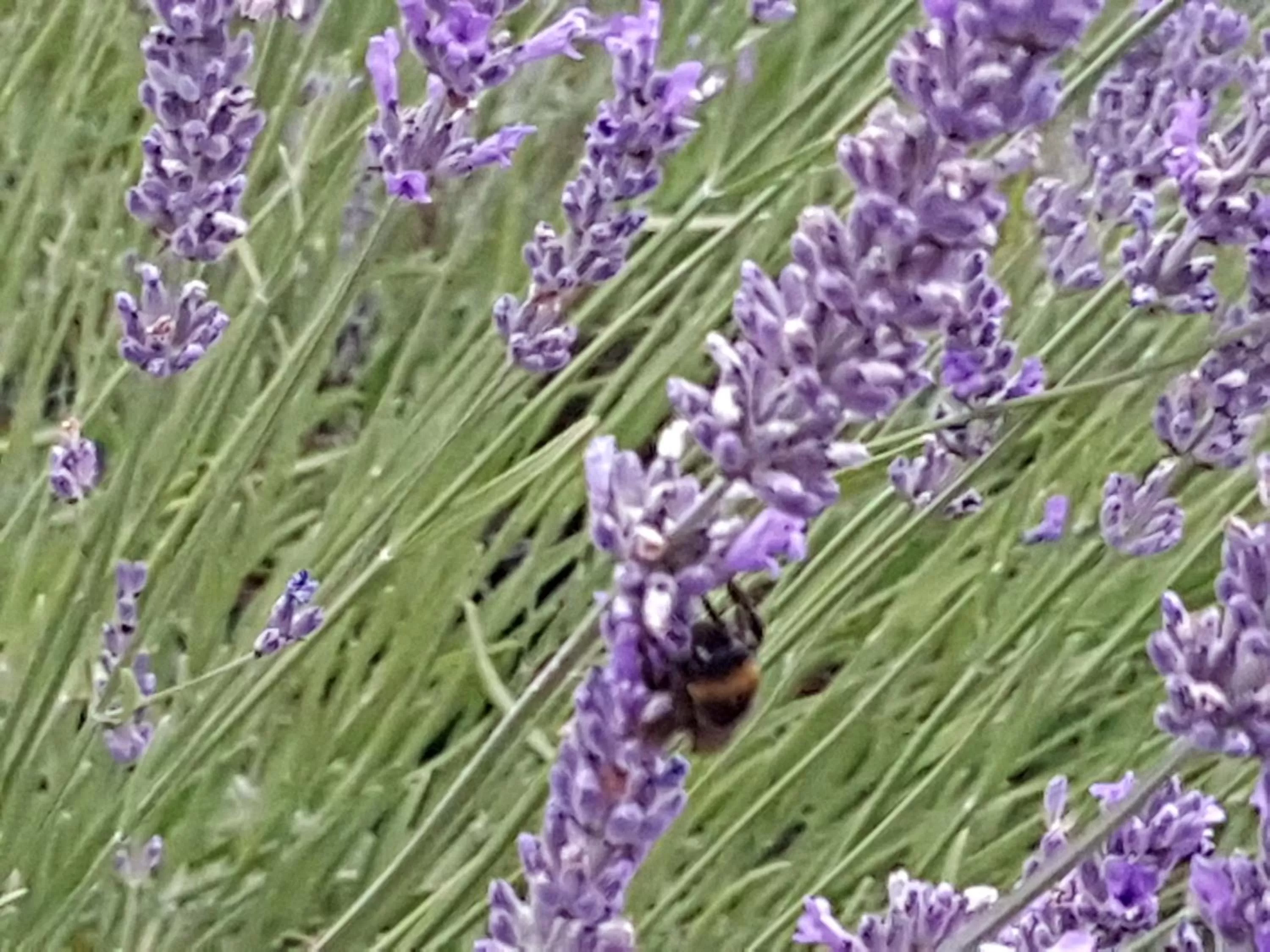 Natural landscape in Noclegi Biała Róża