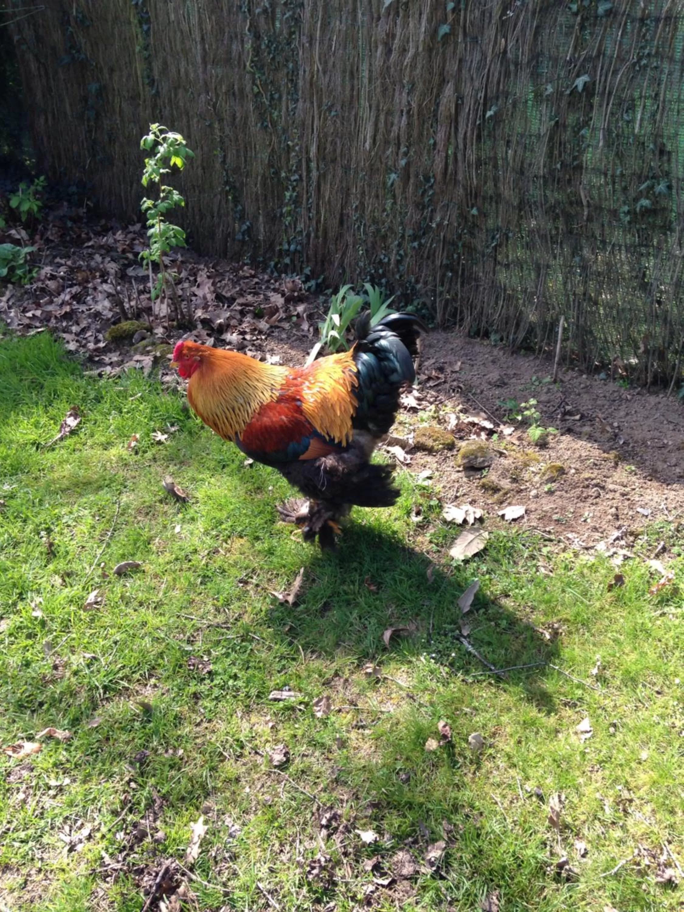 Pets in Chambres d'hôtes Le Bas Rassinoux