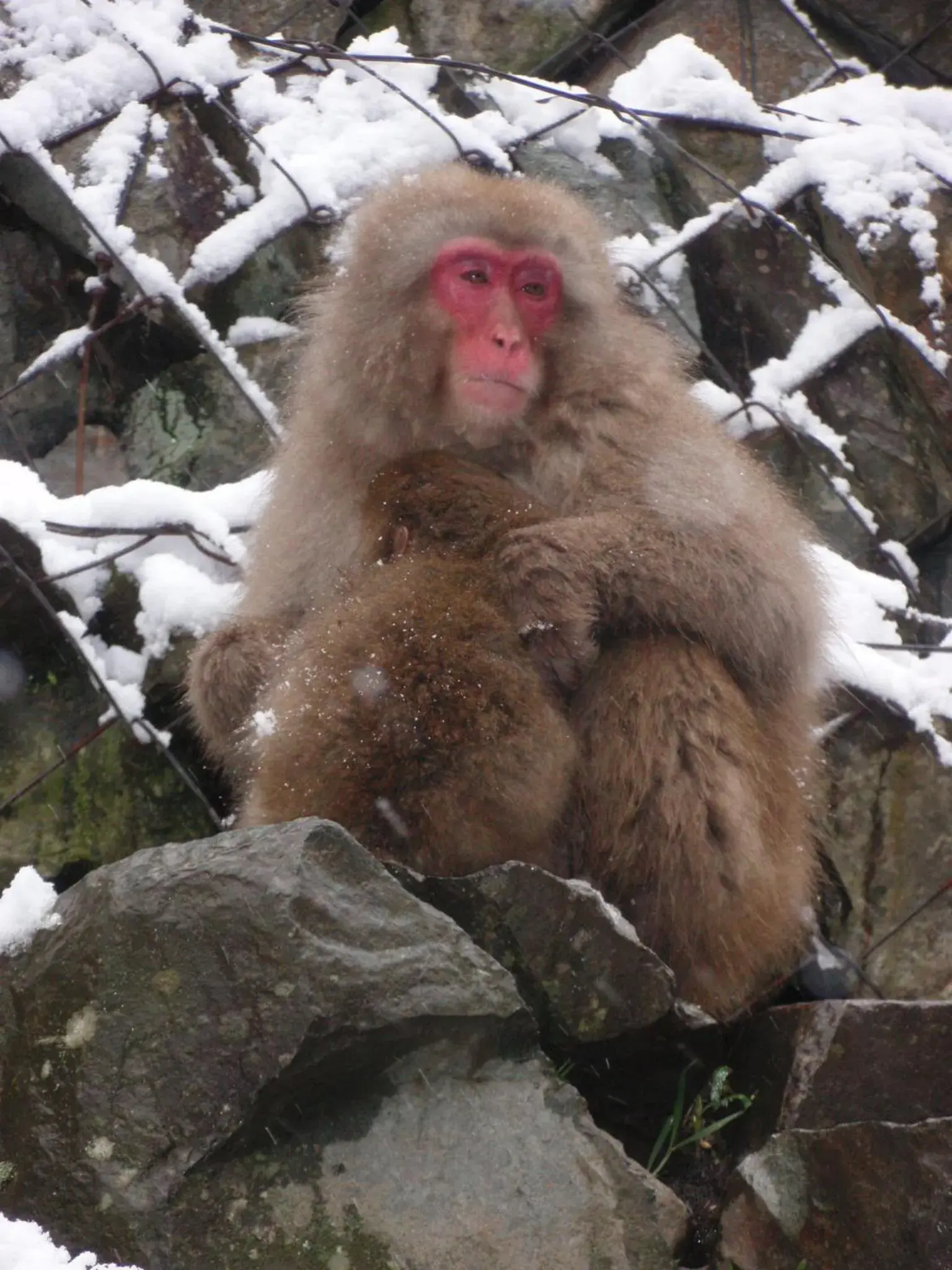 Other, Other Animals in Shibu Onsen Sakaeya