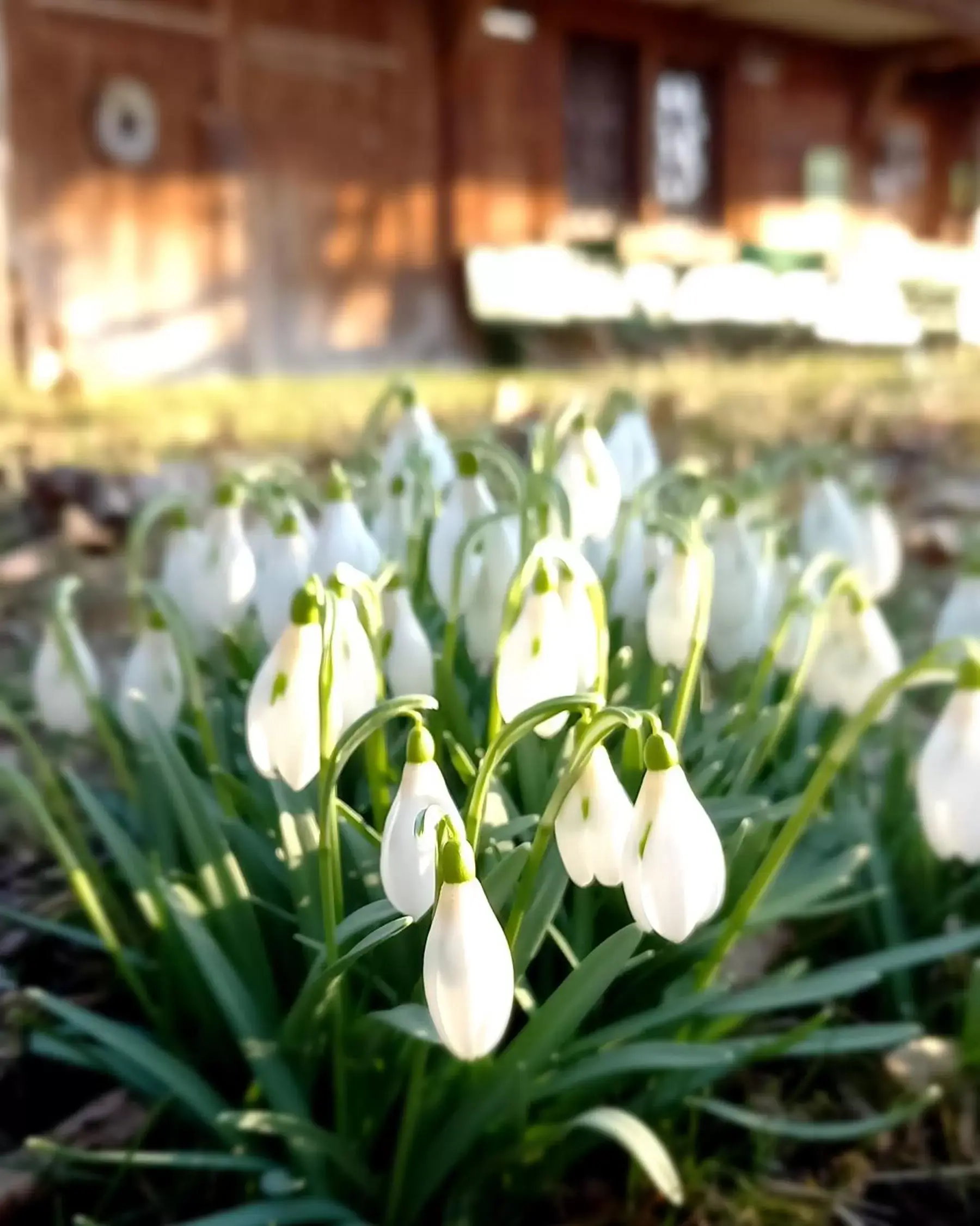 Garden in Emme Lodge