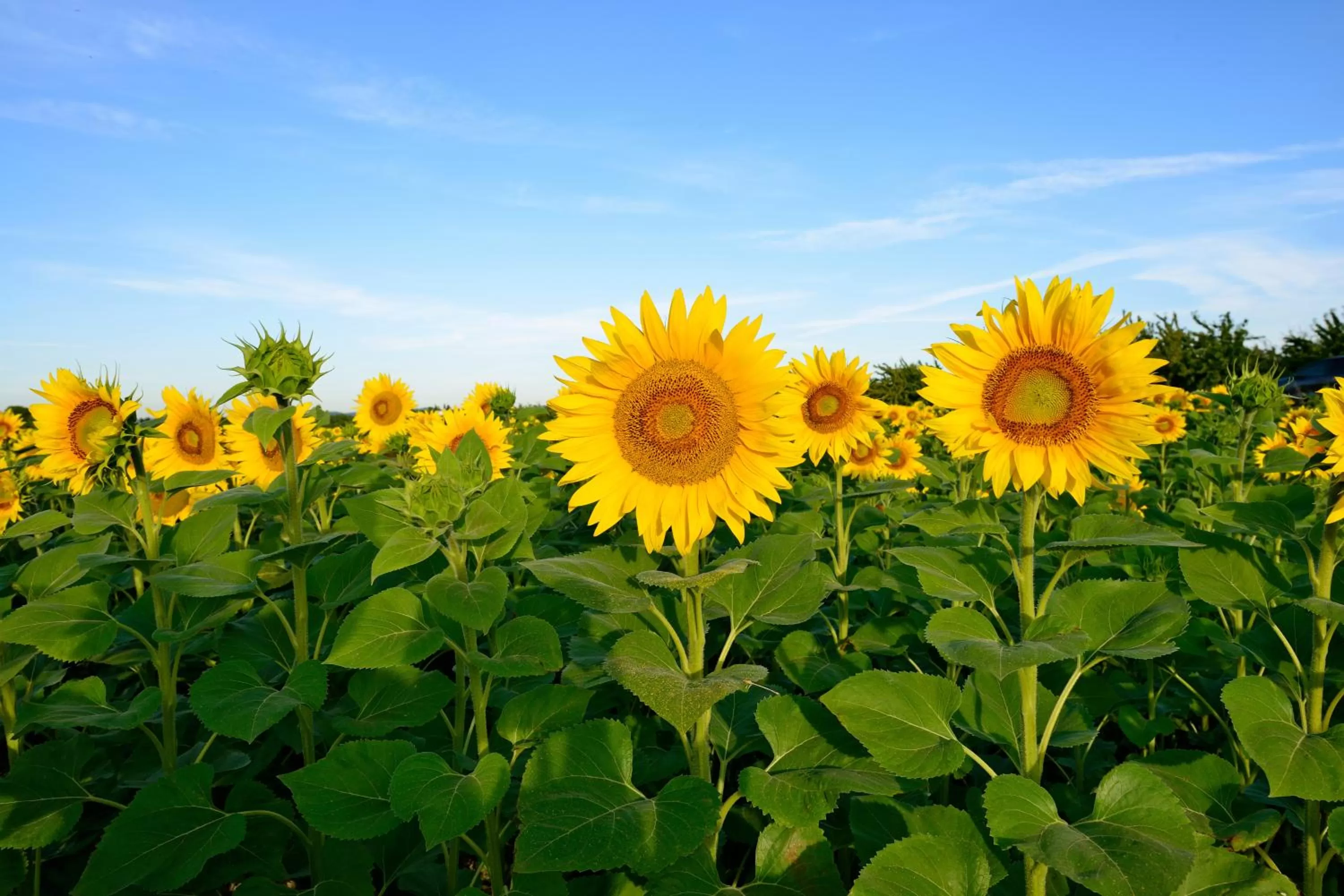 Natural landscape in Ibis Budget Bollene