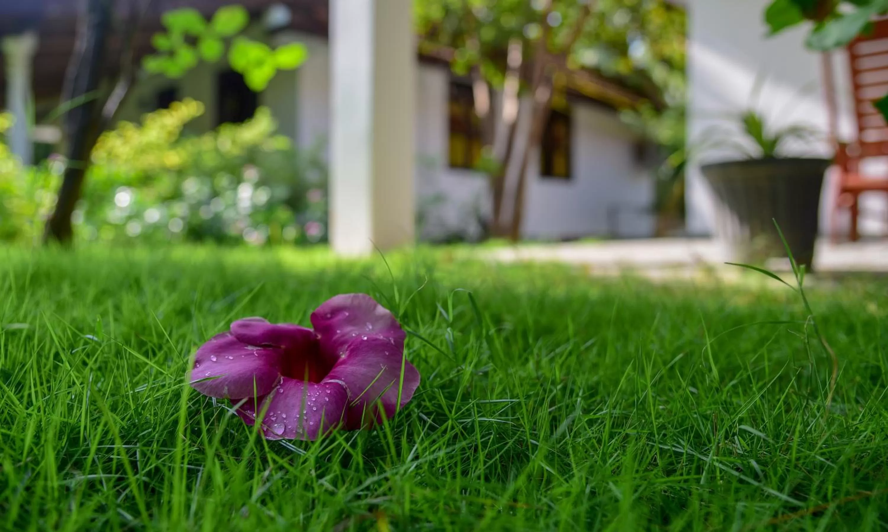 Garden in 108 Palms Beach Resort