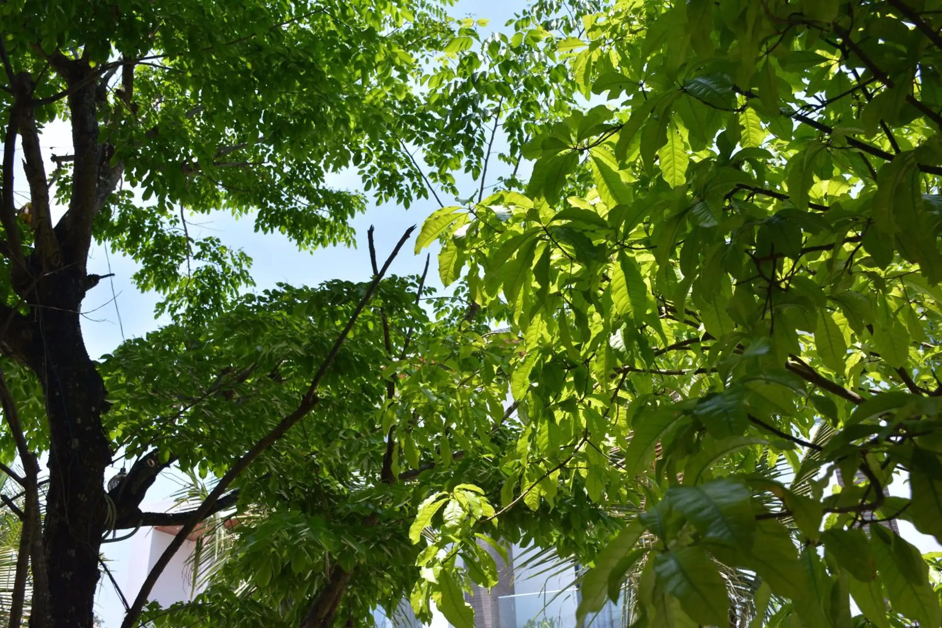 Garden in Hoi An Reverie Villas